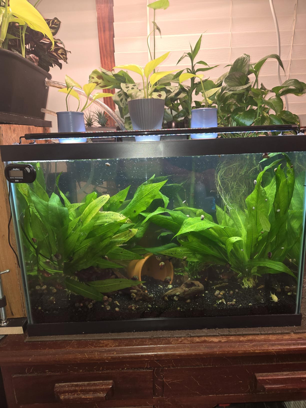 AA GKM9W Internal UV for Aquariums up to 50Ga,Black customer photo 2