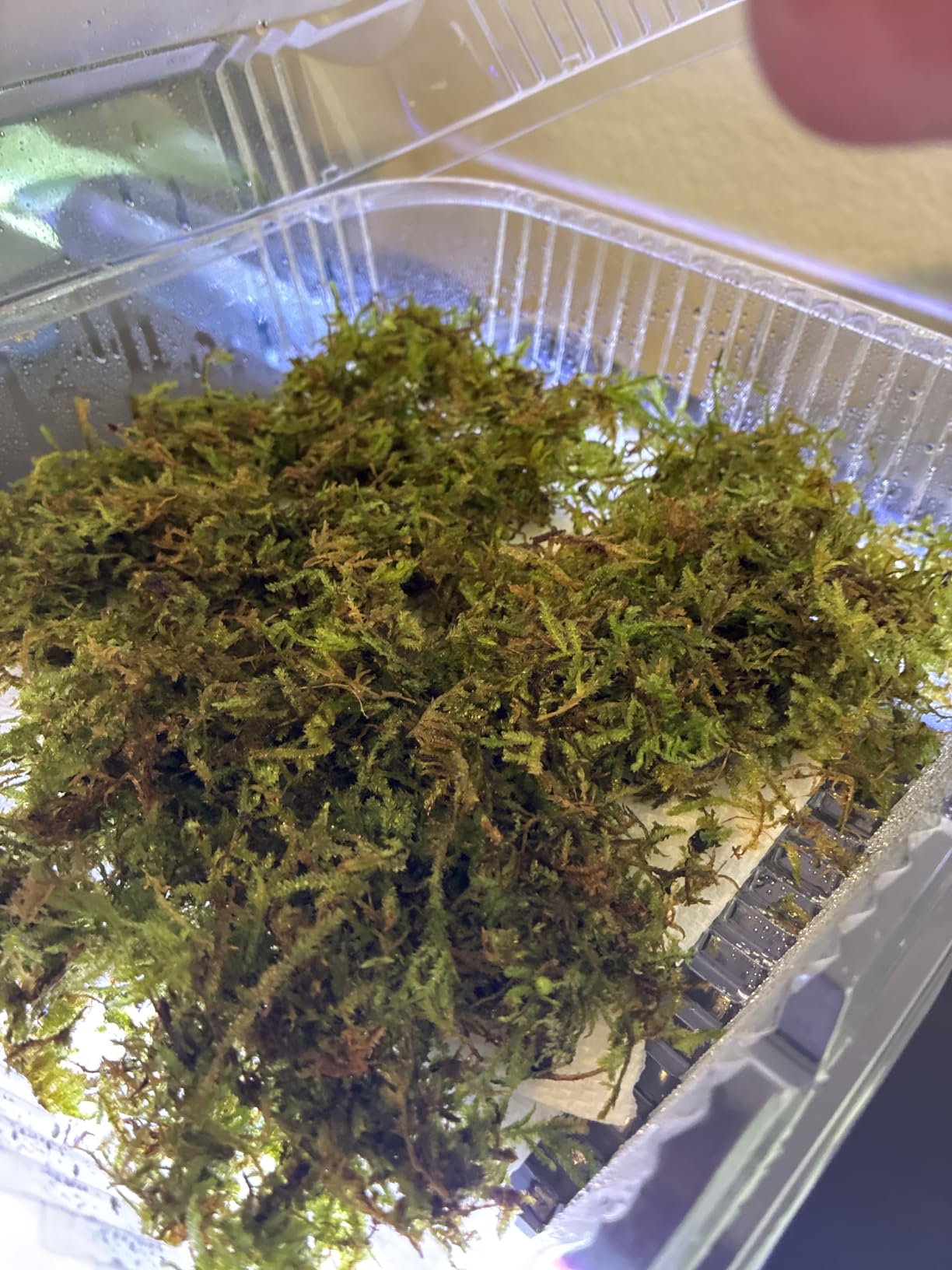 Java Moss Taxiphyllum Barbieri Easy Live Aquarium Plant customer photo 1