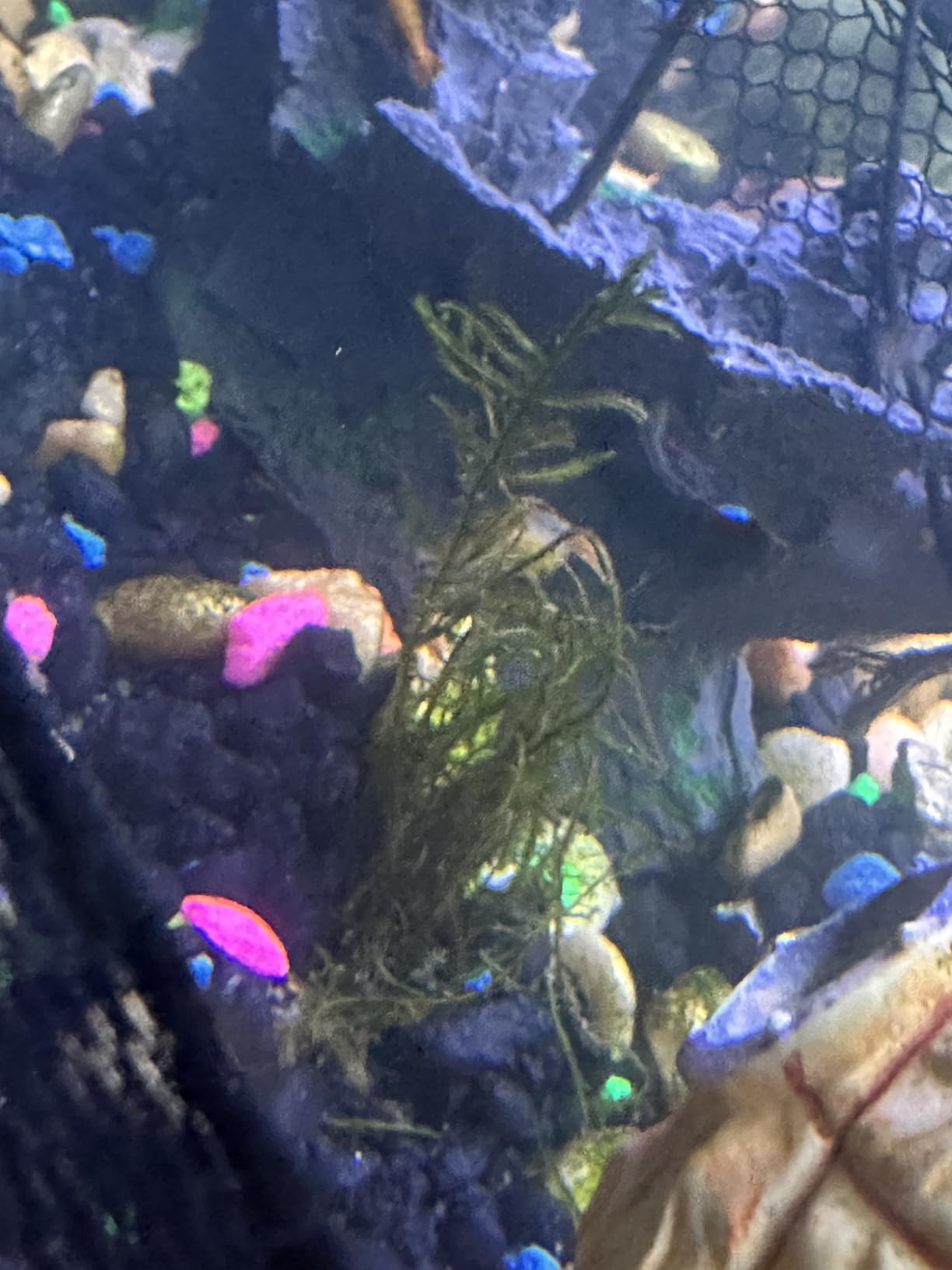 Java Moss Taxiphyllum Barbieri Easy Live Aquarium Plant customer photo 2