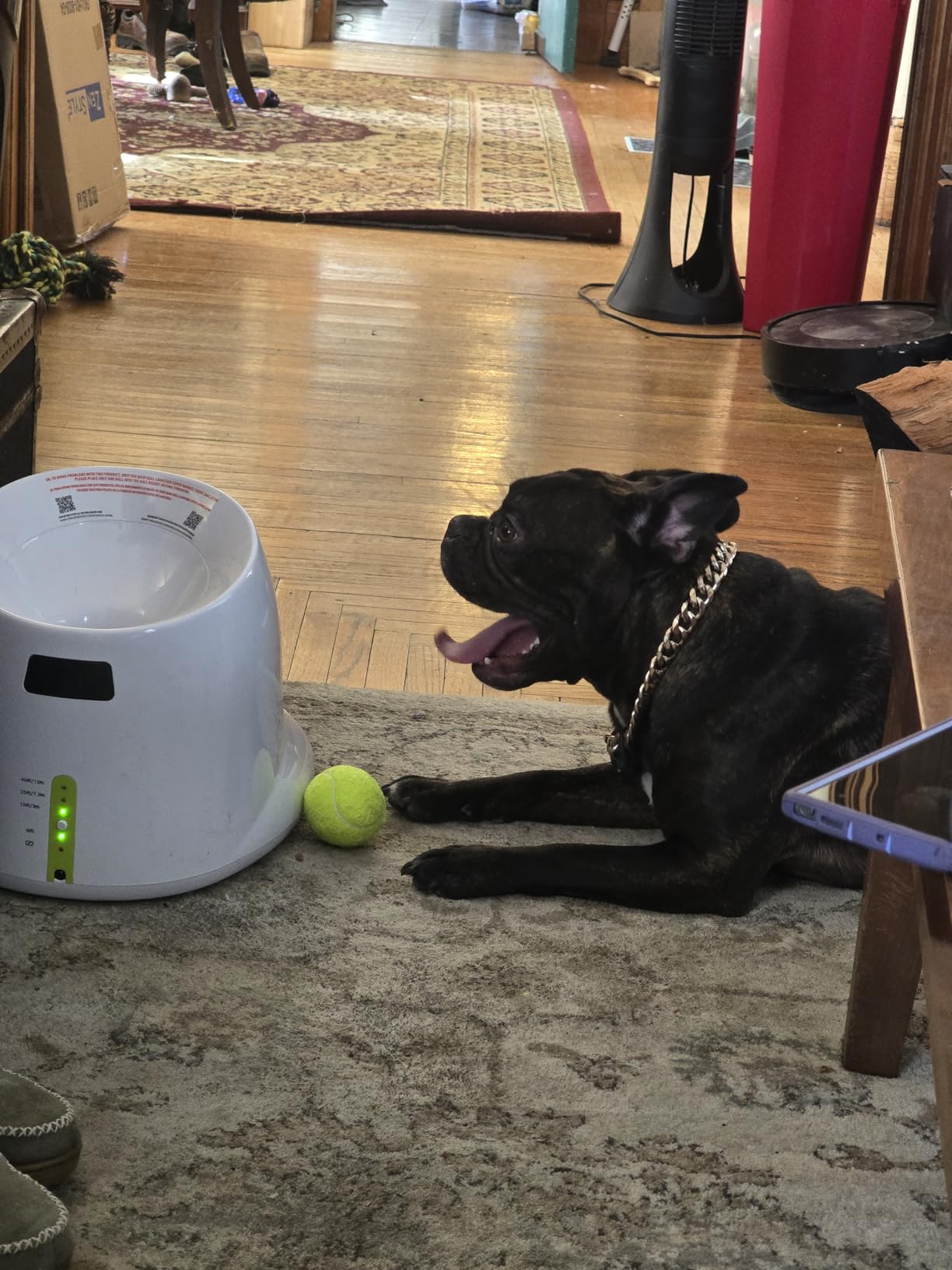ALL FOR PAWS Automatic Dog Ball Launcher for Medium to Large Dogs, Interactive Tennis Ball Thrower, Rechargeable Dog Toy Mental Stimulation Training Game for Energetic Dogs customer photo 2