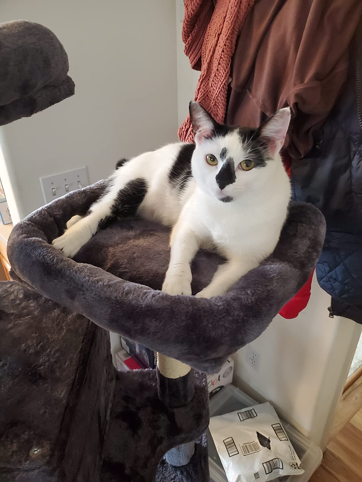 IMUsee 68 Inches Multi-Level Large Cat Tree for Large Kitties/Big Cat Tower with Condo/Cozy Plush Perches/Sisal Scratching Posts and Hammocks/ Feline Activity Center Play House/Grey customer photo 1