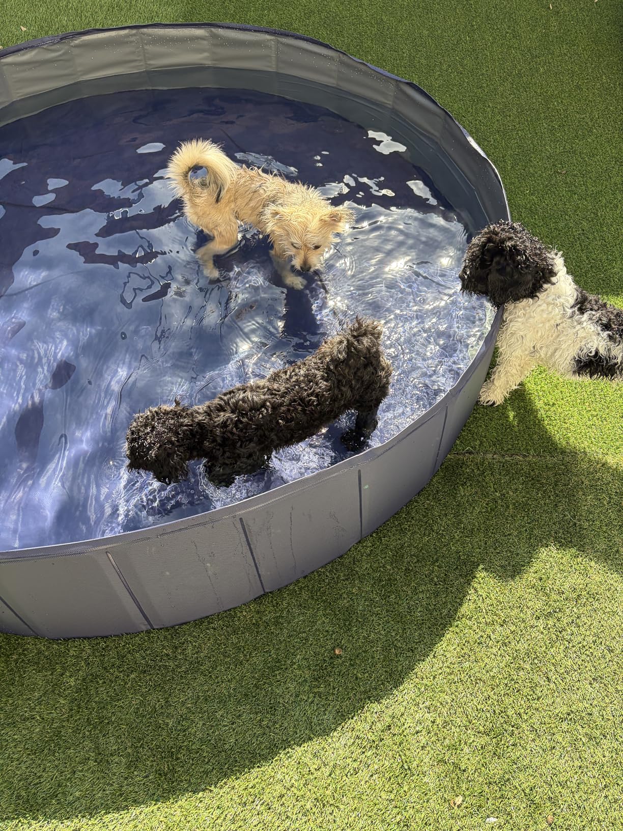 Niubya Foldable Dog Swimming Pool, Collapsible Hard Plastic, Portable Bath Tub for Pets Dogs and Cats, Pet Wading Pool for Indoor and Outdoor, 72 x 12 Inches customer photo 1