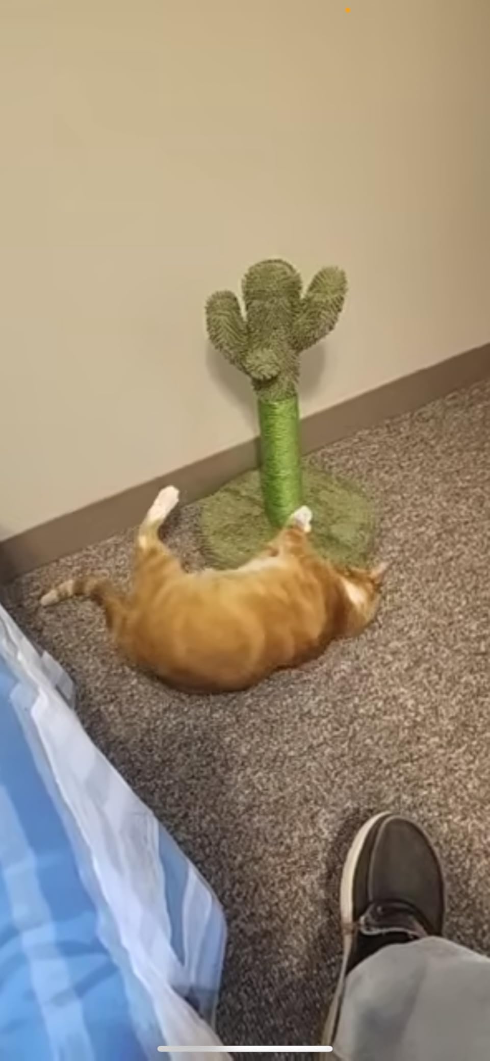 Made4Pets 34