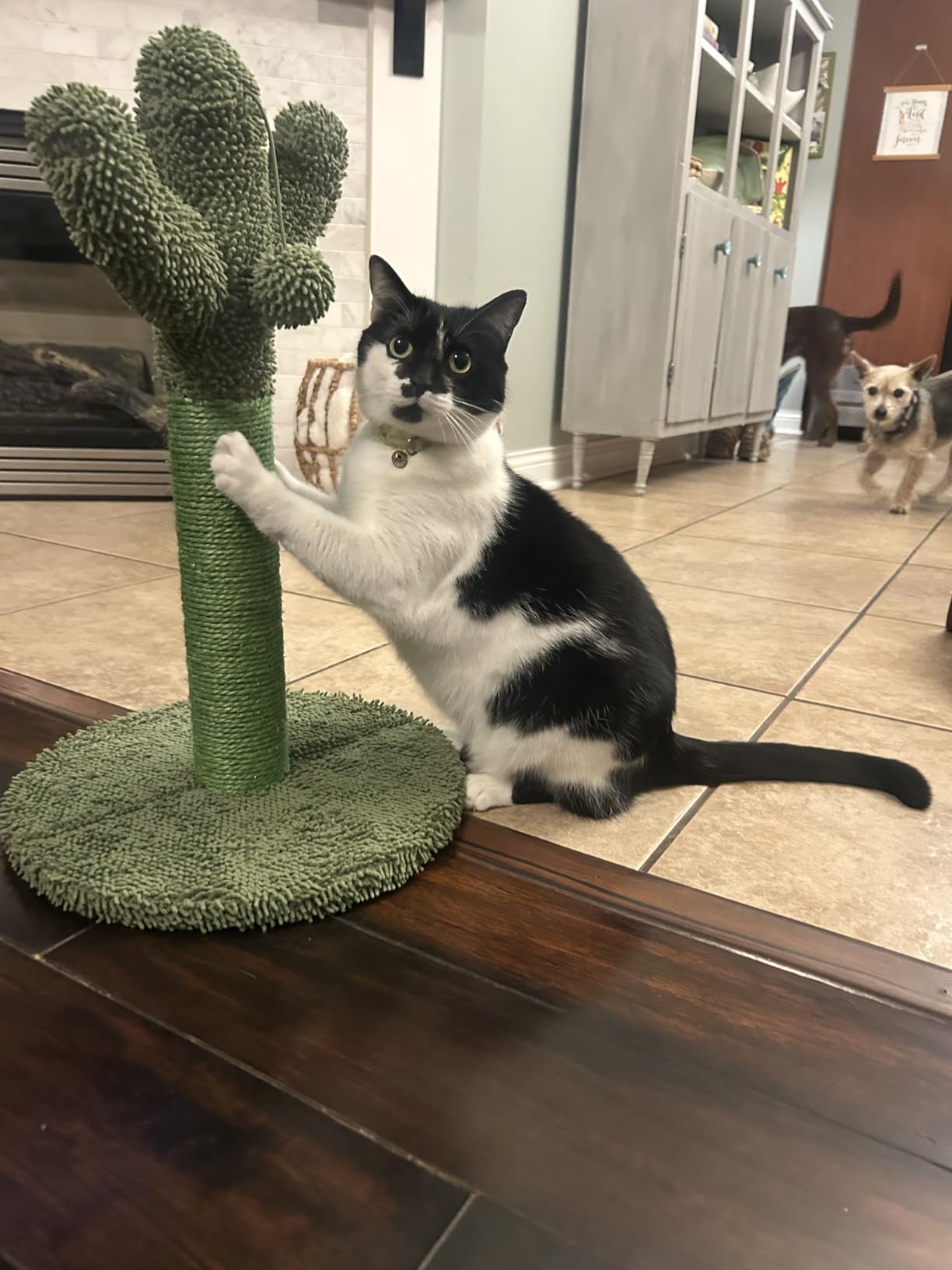 Made4Pets 34