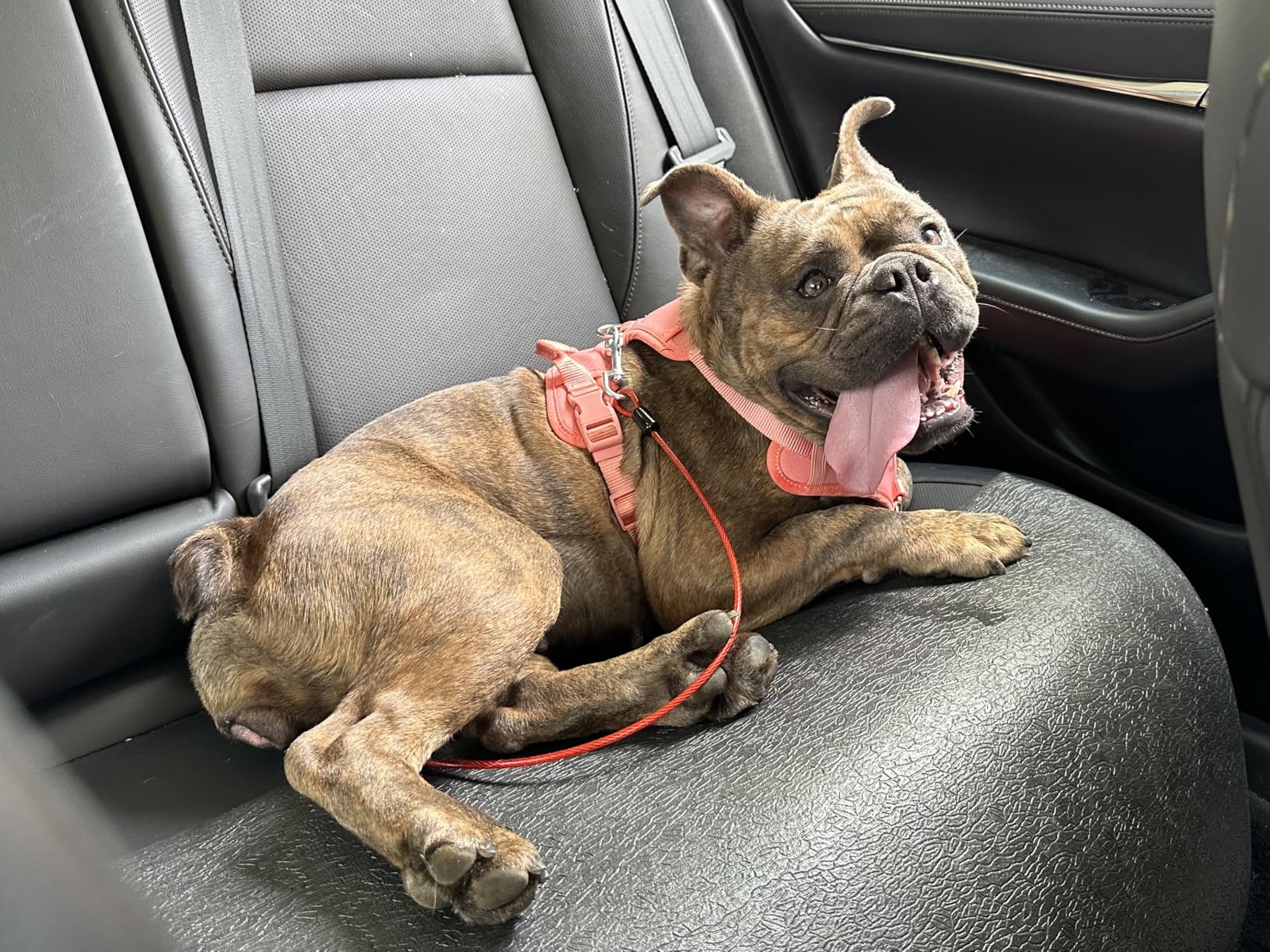 Dog Seat Belt Harness for Car, 2pcs Dog Seatbelt of Coated Wire Leash Safety Restraint, No Chew Tether Cable Vehicle Dogs Accessories, Double Clips & Latch (2 Pack Black, 32 inch/80 CM) customer photo 1