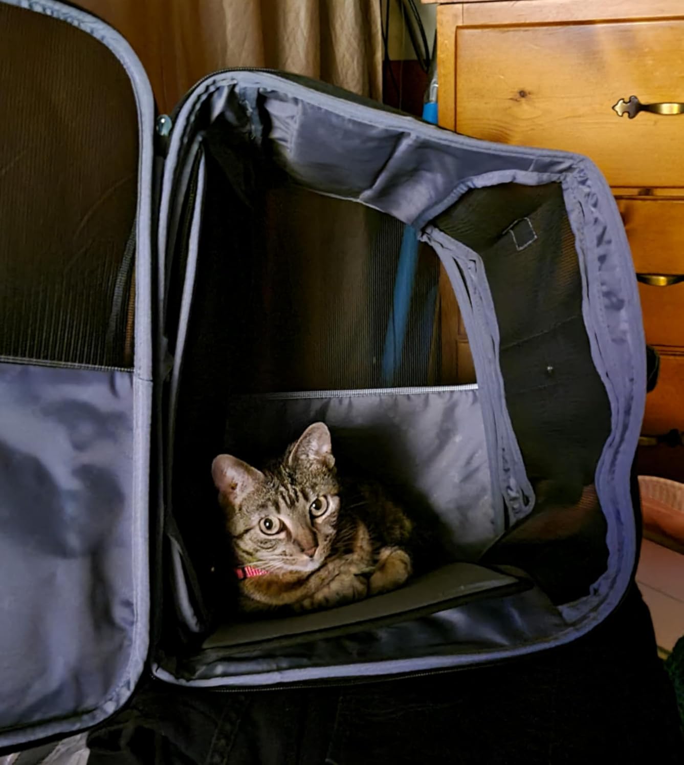 Cat Carrier Backpack, Expandable Pet Carrier with Sun Shade & Full Front Opening, Breathable Mesh Backpack for Small Dogs & Medium Cats Up to 18 Lbs, Foldable for Hiking, Camping (Grey) customer photo 1