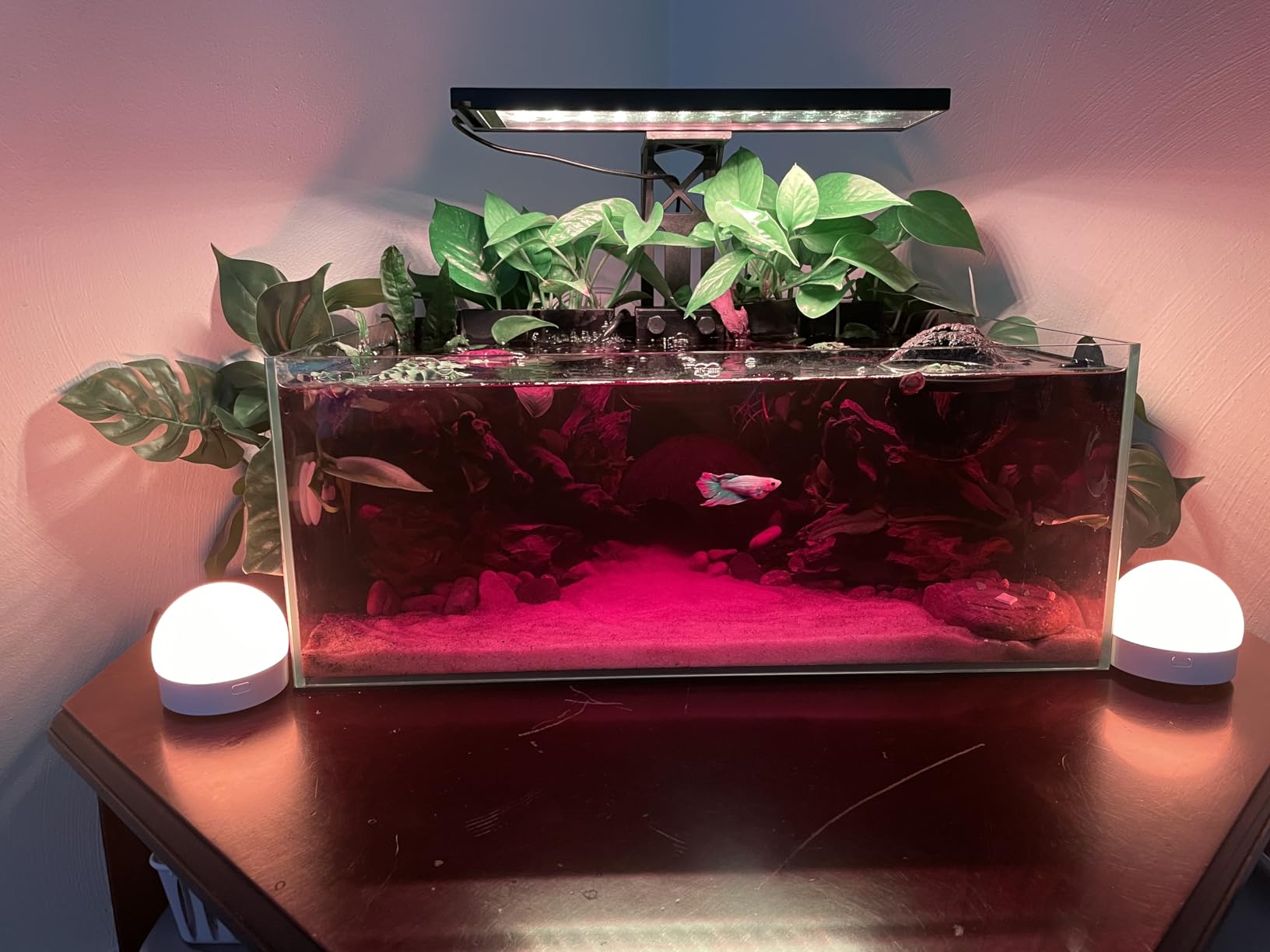 Fzone 2 Gal Nano Rimless Aquarium Low Iron Fish Tank NovaClear Ultra-White Translucent Glass Verso Series Nano Shallow Pond Levitating Floating Air Aquarium(A16-H30) customer photo 2