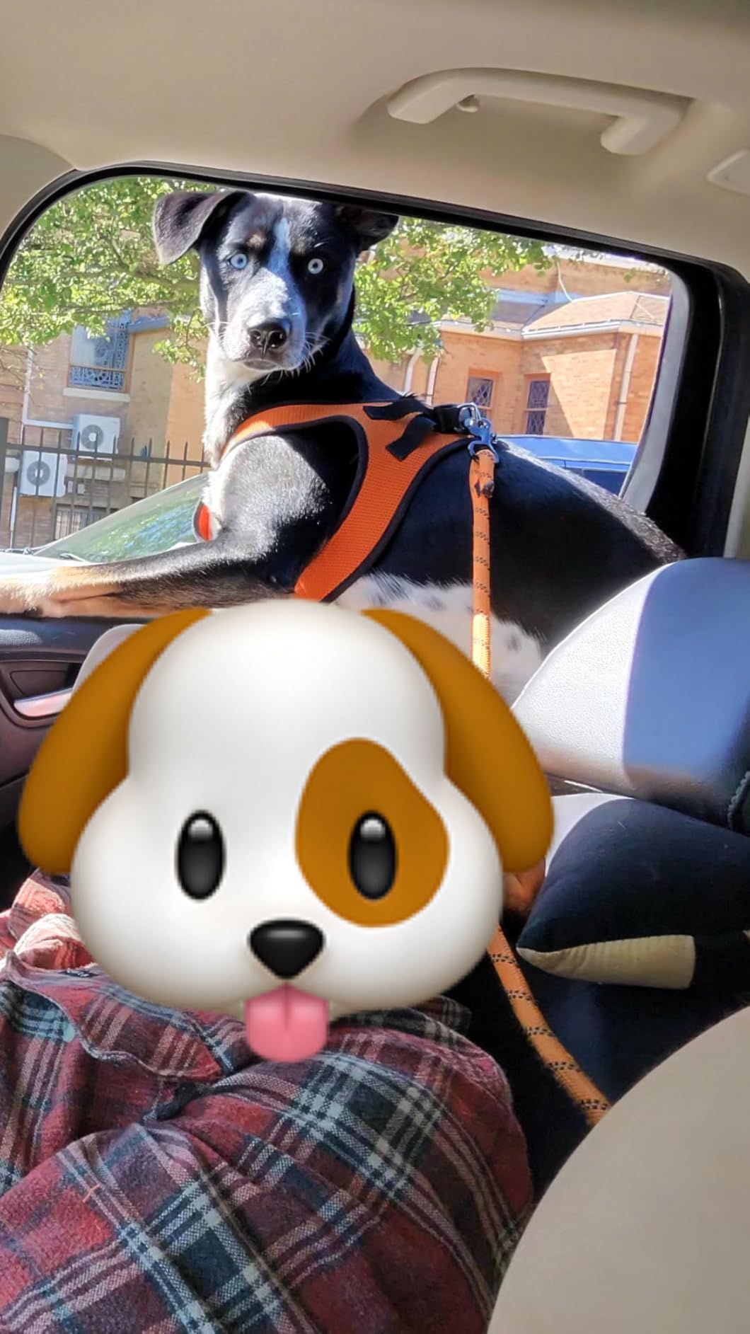 2 Pack Dog Seat Belt Adjustable Dog Car Seatbelts for Vehicle Nylon Pet Safety Seat Belt with Elastic Bungee Buffer Reflective & Durable Car Harness for Dogs customer photo 2