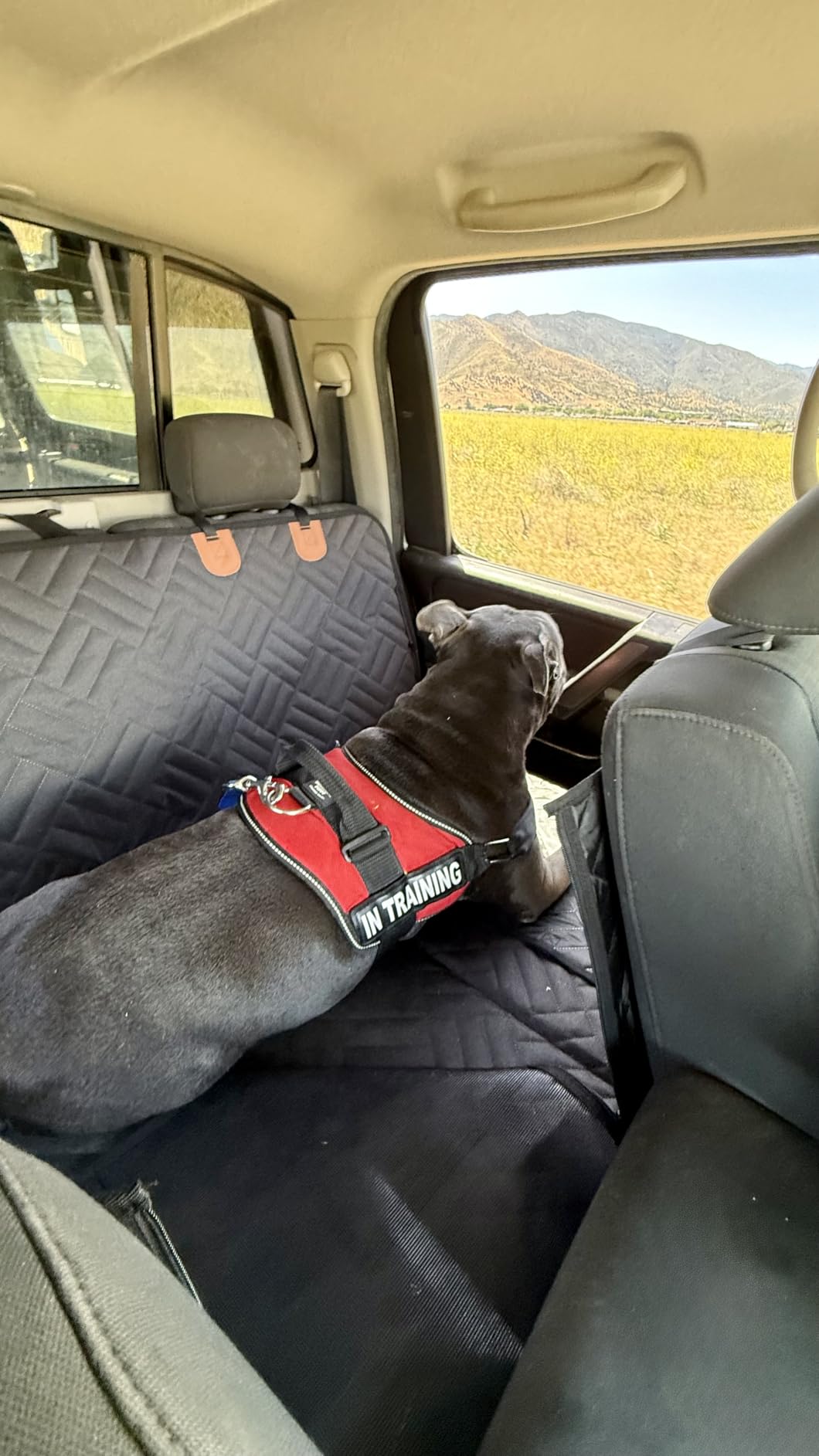 YJGF Back Seat Extender,Dog Seat Cover for Back Seat,Hard Bottom Car Seat Cover for Dogs,Dog Hammock for Car,Back Seat Pet Cover for Dogs(Black,for Car/SUV/Small Truck) customer photo 1