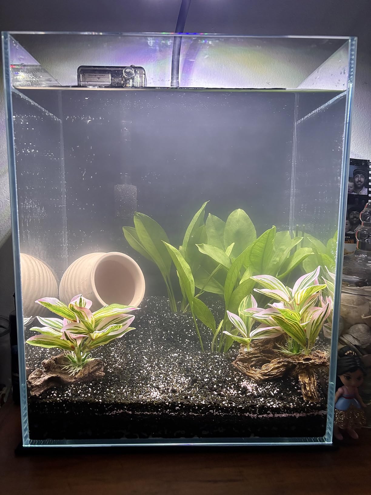 Marcus Fish Tanks - 3X Amazon Sword Echinodorus Bleheri Easy Live Aquarium Plants for Aquatic Freshwater Fish Tank customer photo 1