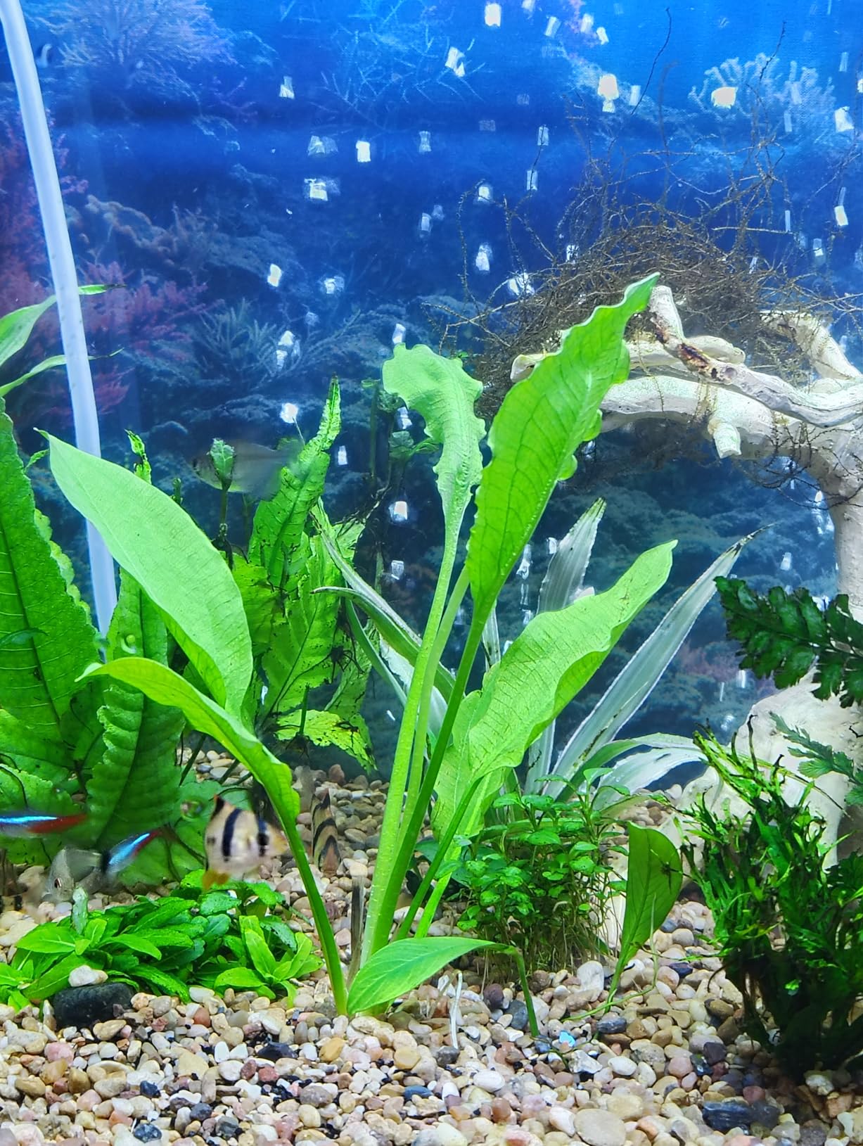 Marcus Fish Tanks - 3X Amazon Sword Echinodorus Bleheri Easy Live Aquarium Plants for Aquatic Freshwater Fish Tank customer photo 2