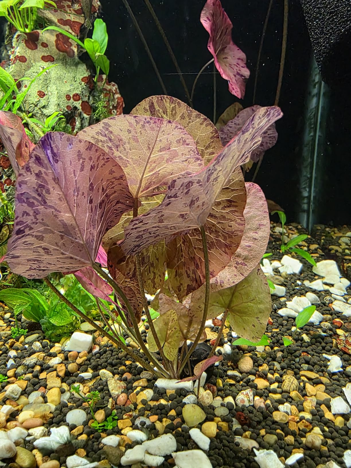 Marcus Fish Tanks - Tiger Lotus Lily Nymphaea Lotus - Live Aquarium Plants - Freshwater Aquatic Plant customer photo 1