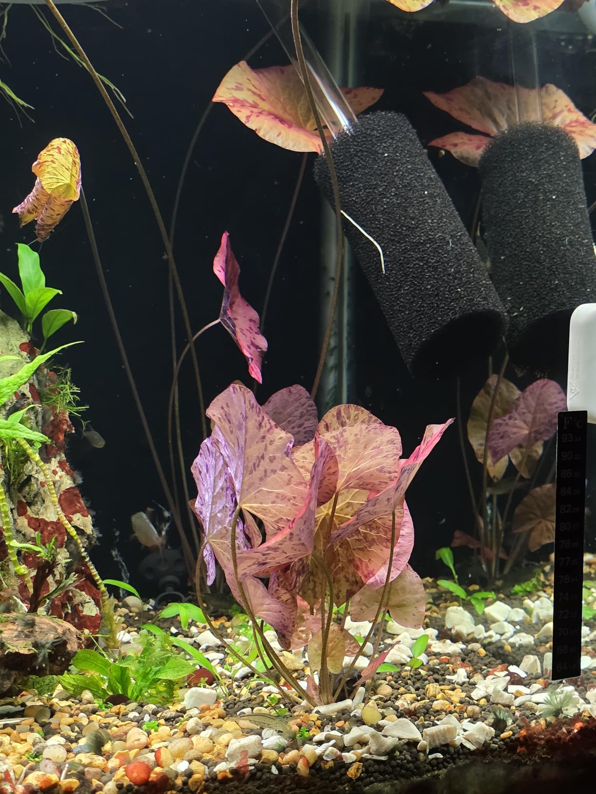 Marcus Fish Tanks - Tiger Lotus Lily Nymphaea Lotus - Live Aquarium Plants - Freshwater Aquatic Plant customer photo 2