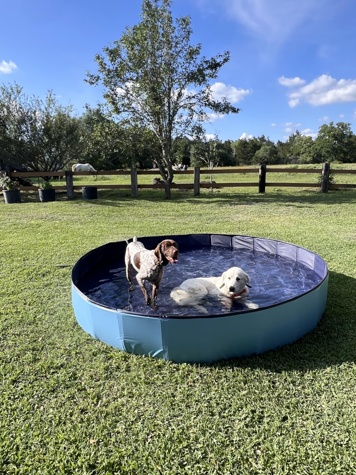 Meowant Foldable Dog Pool, Hard Plastic Dog Swimming Pools for Large Dogs, Collapsible Plastic Kid Pet, Portable Bathing Tub Kiddie Pool for Dogs (XL-63'' x 12'') customer photo 2