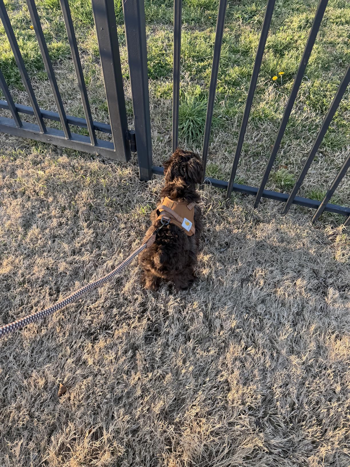 Carhartt Nylon Duck No Pull Dog Harness, Fully Adjustable Dog Harness with Quick Control Handle and Reflective Accents customer photo 1