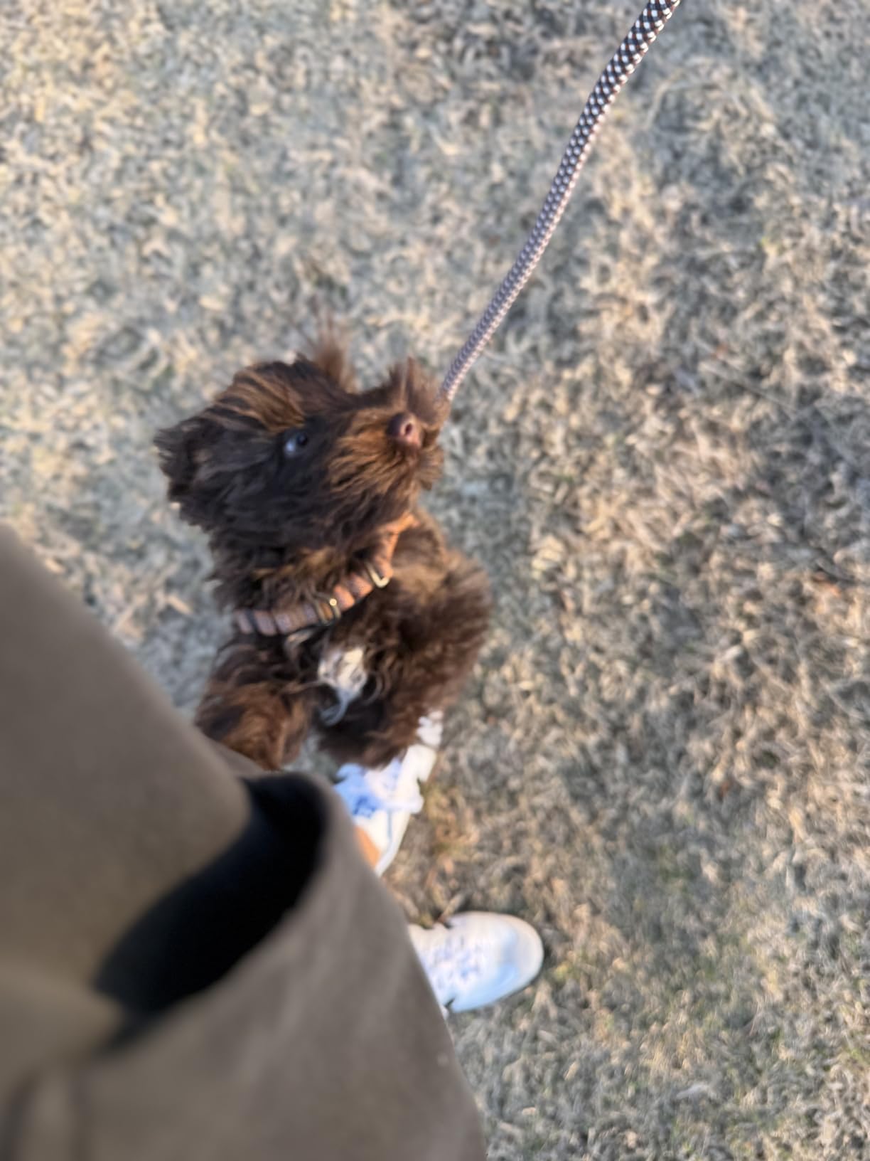 Carhartt Nylon Duck No Pull Dog Harness, Fully Adjustable Dog Harness with Quick Control Handle and Reflective Accents customer photo 2