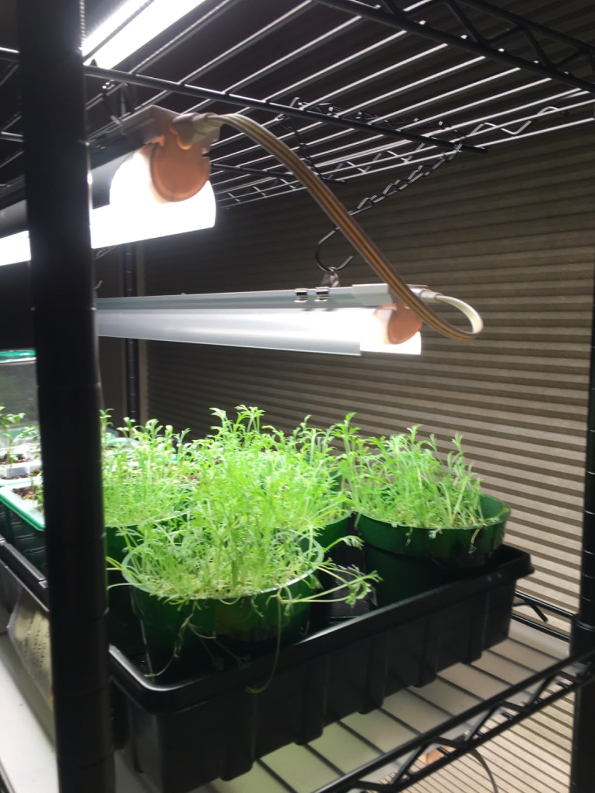 Bstrip Indoor Greenhouse with Grow Light, 6 Tier Plant Stand, 5 Pack 150W Full Spectrum Grow Lights with 3 Color Mode For Indoor Plants, Seed Starting customer photo 2