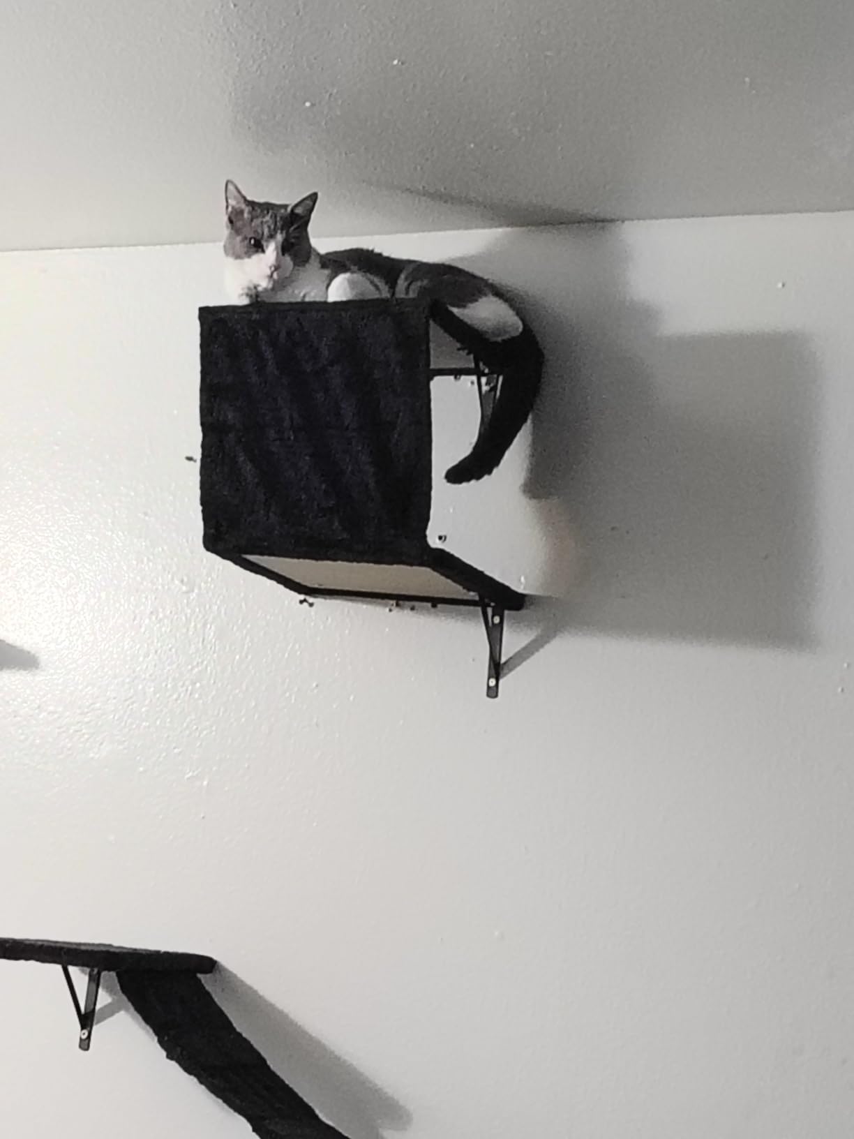 Modern Wall-Mounted Cat Furniture - 5pcs Cat Wall Shelves, Wooden Climber Includes House, Bridge, Tree, Steps, and Scratcher (Black) customer photo 1