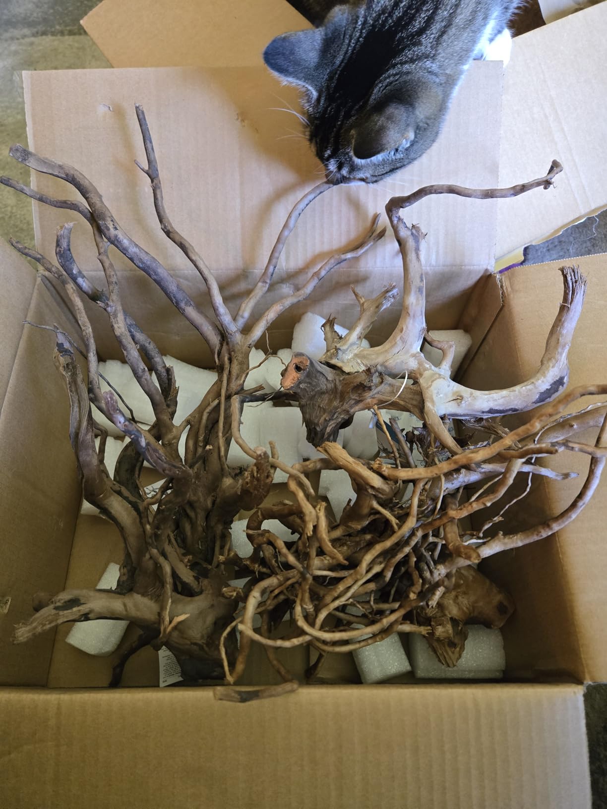 LANDEN Natural Spider Wood Aquarium Decorative Fish Tank Decorations, Driftwood Branches (12-16 Inch, XL) 4 Pcs customer photo 1