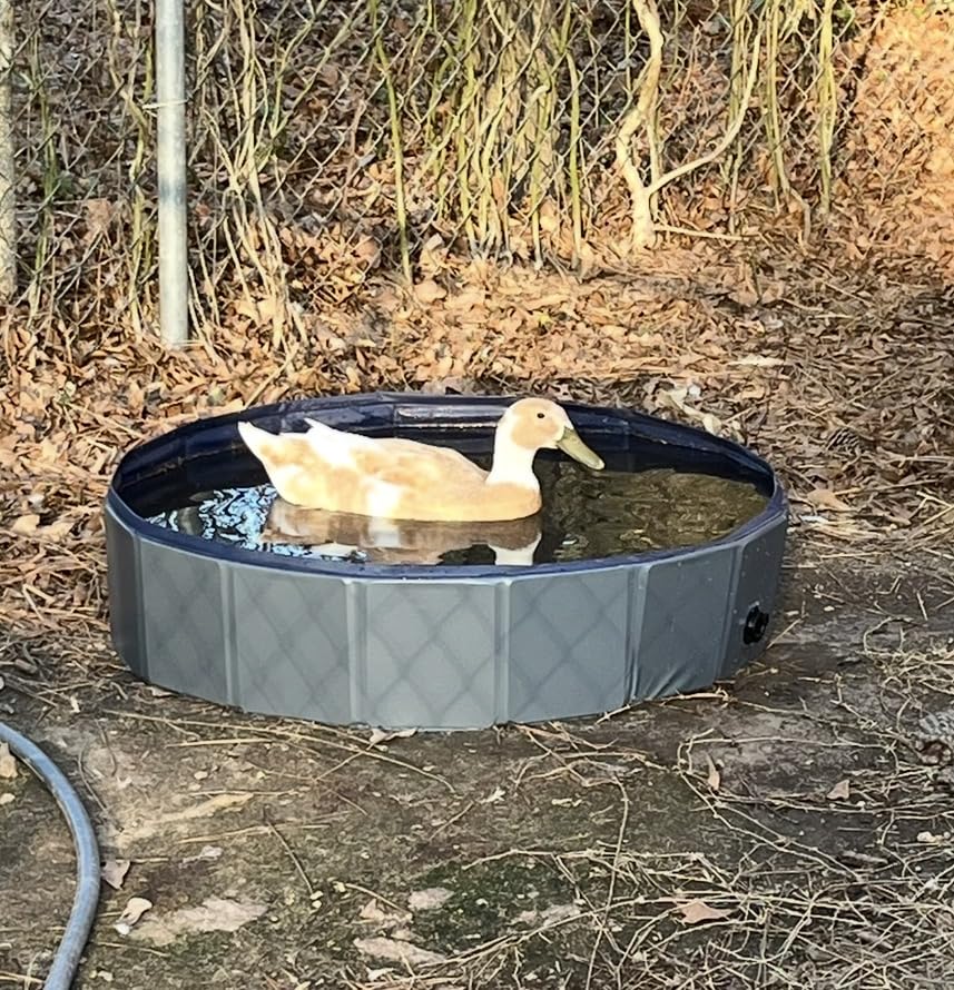 Eooqi Foldable Dog Pool, Portable Pet Bath Tub and Kiddie Swimming Pool, Collapsible Bathtub for Puppies, Small, Medium and Large Dogs, Cats and Kids, 32 x 8 in, Gray customer photo 2