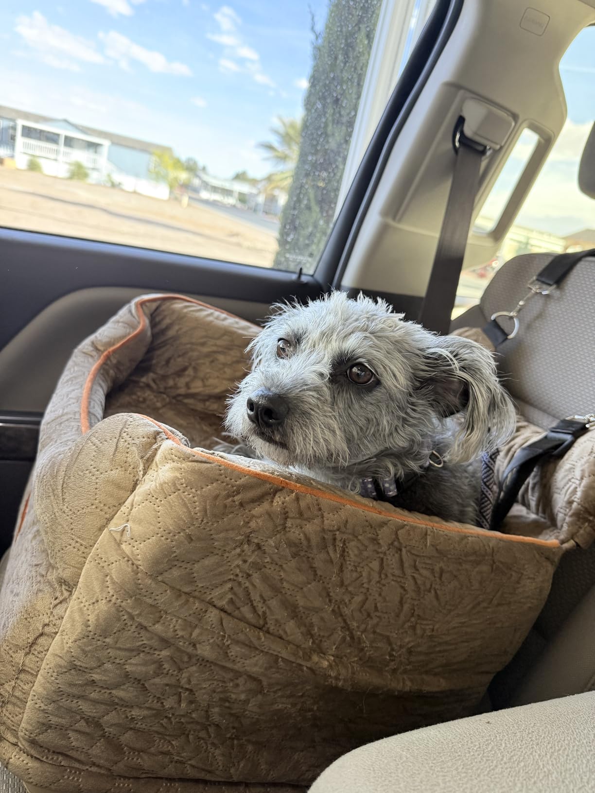 Dog Car Seat - Memory Foam Dog Booster Seat for Small Dogs Up to 25lbs - Elevated Pet Car Seat with Storage Pockets and Dog Seat Belt - Soft Pet Travel Bed for Front & Back Seats customer photo 1