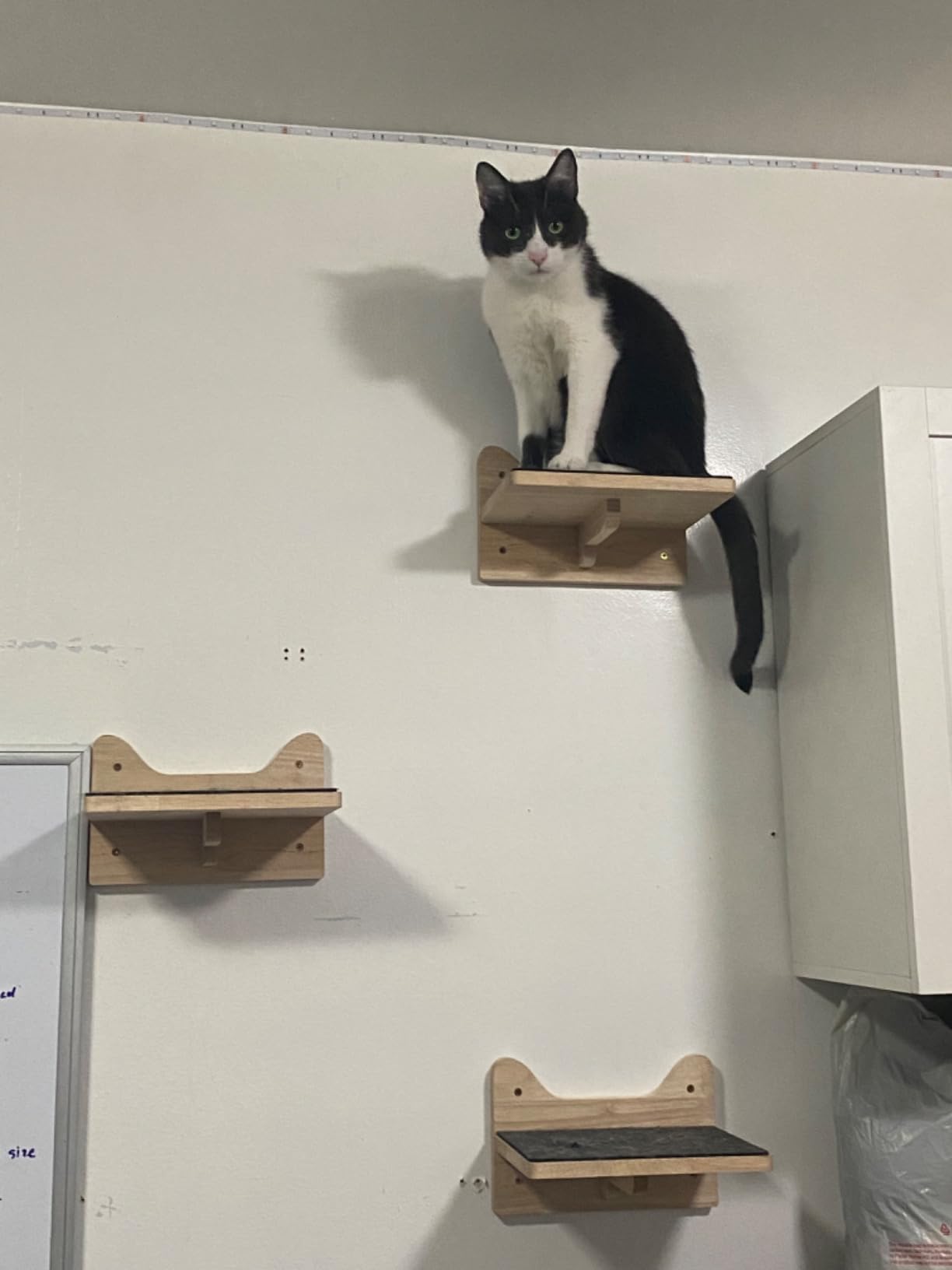 Lenwen Set of 6 Cat Wall Steps Shelf Shelves Wood Cat Climbing Shelves for Cats Mounted Furniture Cats Wall Bed Wood Stairs with Non Slip Felt for Springboard Playing (Classic) customer photo 1