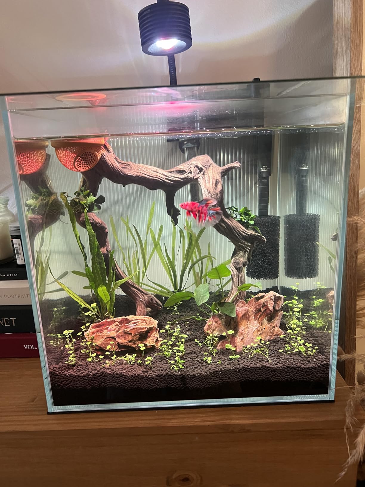 LYPHARD AQUARIUMS 9.5 Gallon Rimless Aquarium, Ultra Clear Glass Low Iron Small Fish Tank for Betta, L15.7 x W11.8 x H11.8 Inches Thickness 5mm with EVA Foam Mat Included customer photo 2