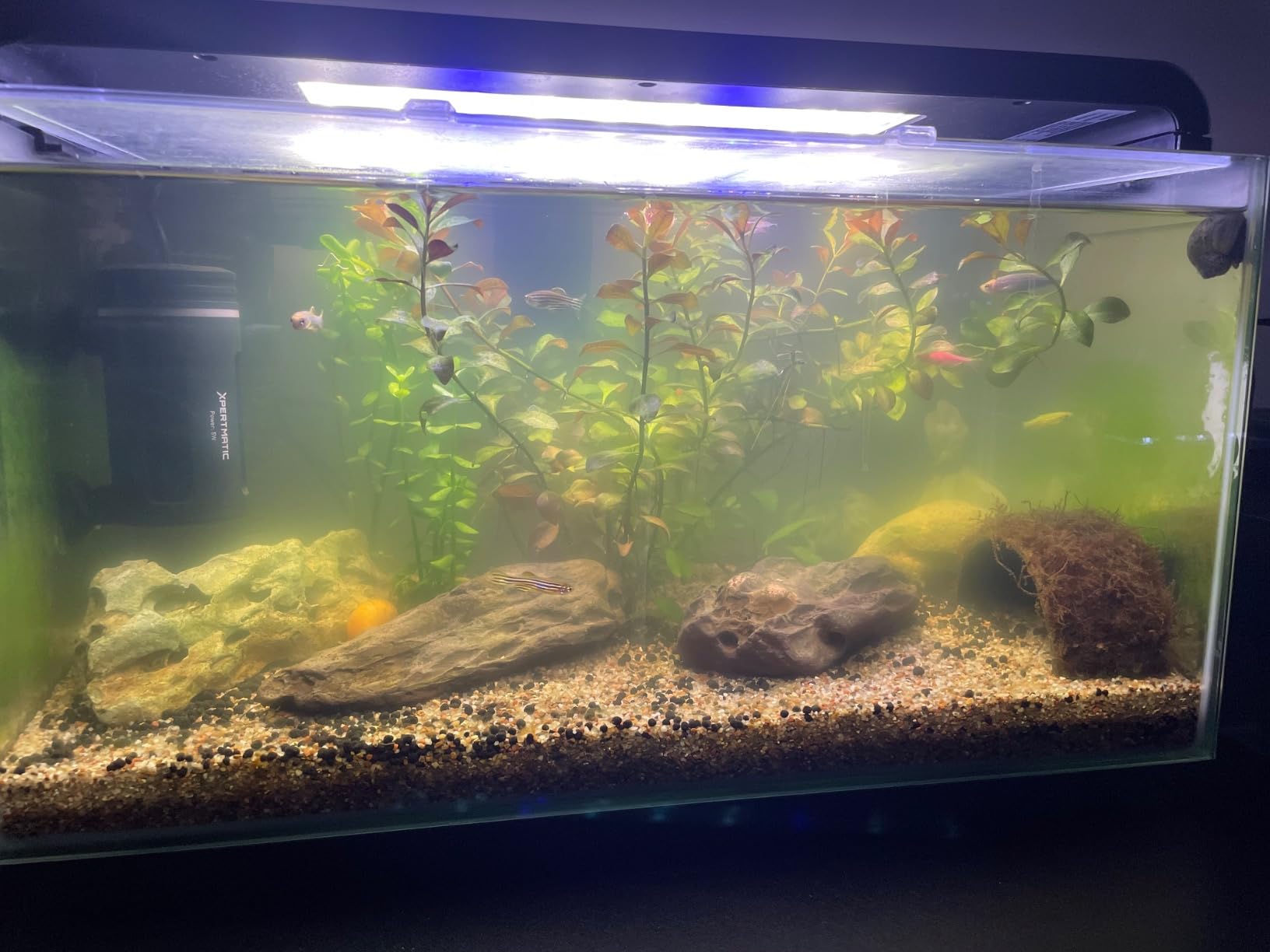 SainSmart XpertMatic Aquarium Sterilizer Light, 5W Mini Submersible Sanitizer with Timer, Waterproof Lamp for Fish Tank, Pond, Saltwater, Freshwater customer photo 1