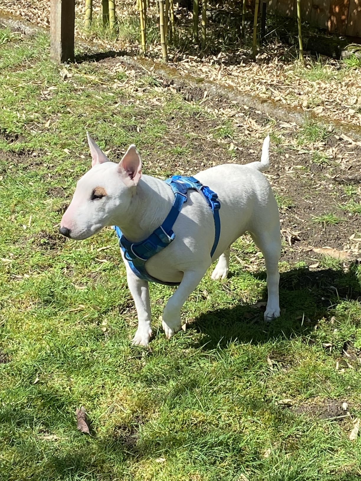 Ruffwear, Front Range Dog Harness, Reflective Soft Padded Everyday Harness with Dual Leash Clips, Adjustable and Lightweight Fit for Training or Walking for All Dogs customer photo 1