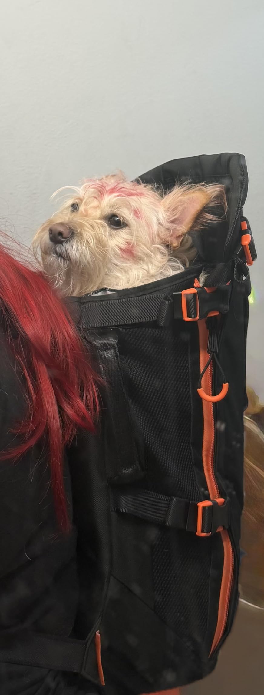 Maxine One Dog Backpack Carrier for Medium Dogs by Little Chonk | Adjustable & Ergonomic Front Facing Dog Carrier Backpack | Built to be Safer | Pet Backpack Carrier Featured in Wired Magazine - Black customer photo 2