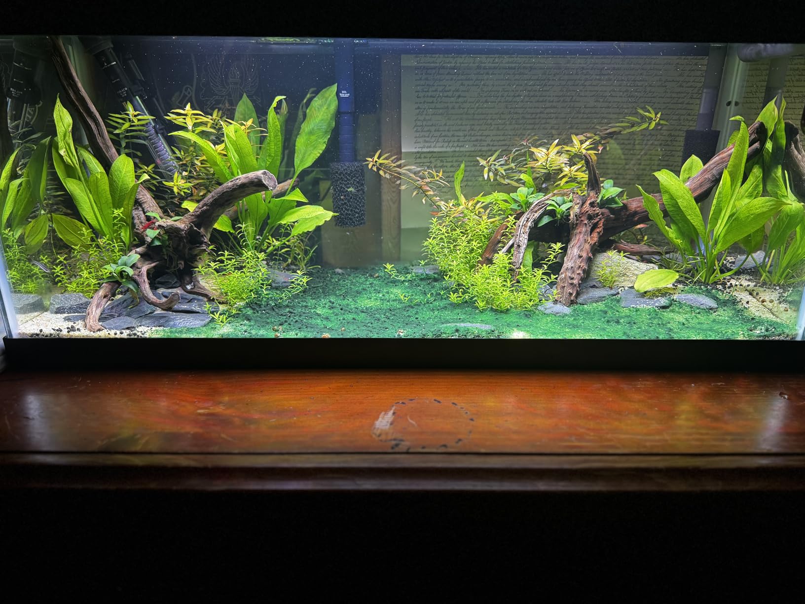 Marcus Fish Tanks Anubias Nana Petite Live Aquarium Plants Potted Freshwater Aquatic Plant customer photo 1