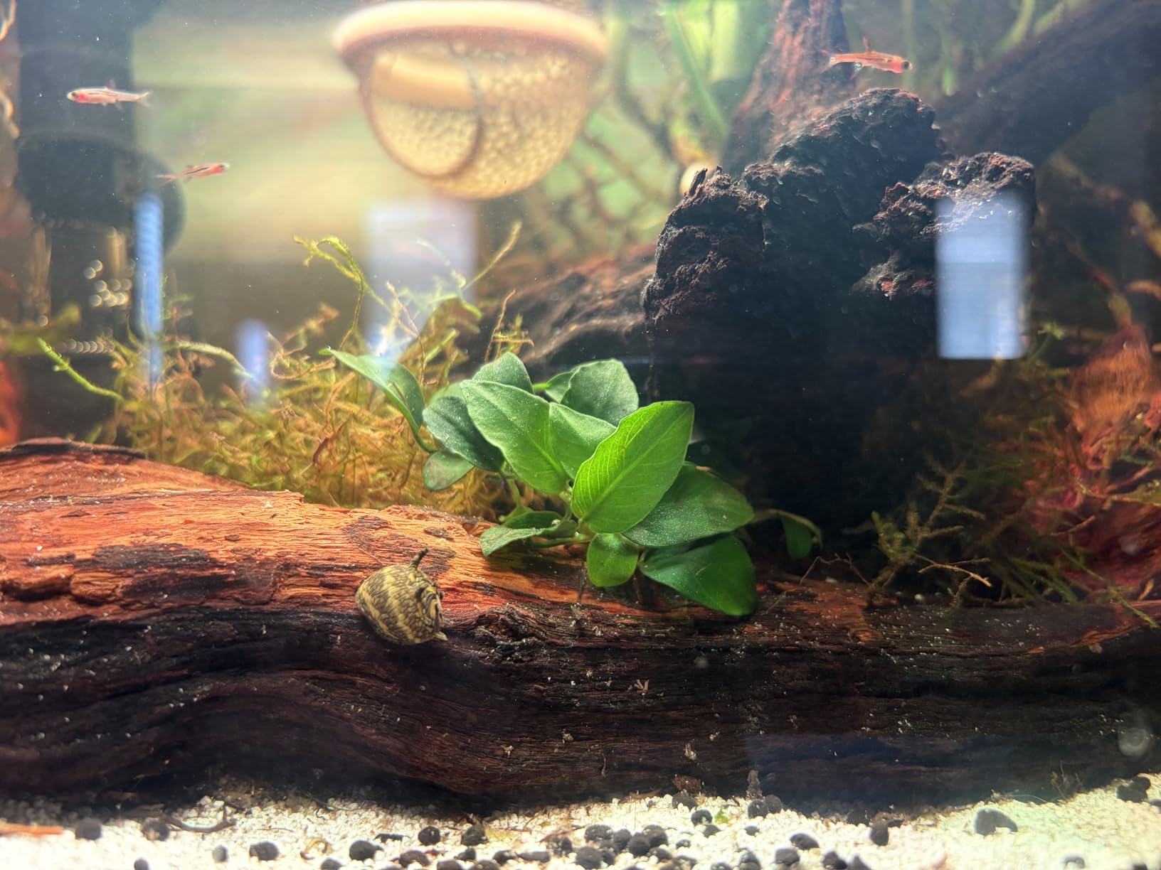 Marcus Fish Tanks Anubias Nana Petite Live Aquarium Plants Potted Freshwater Aquatic Plant customer photo 2