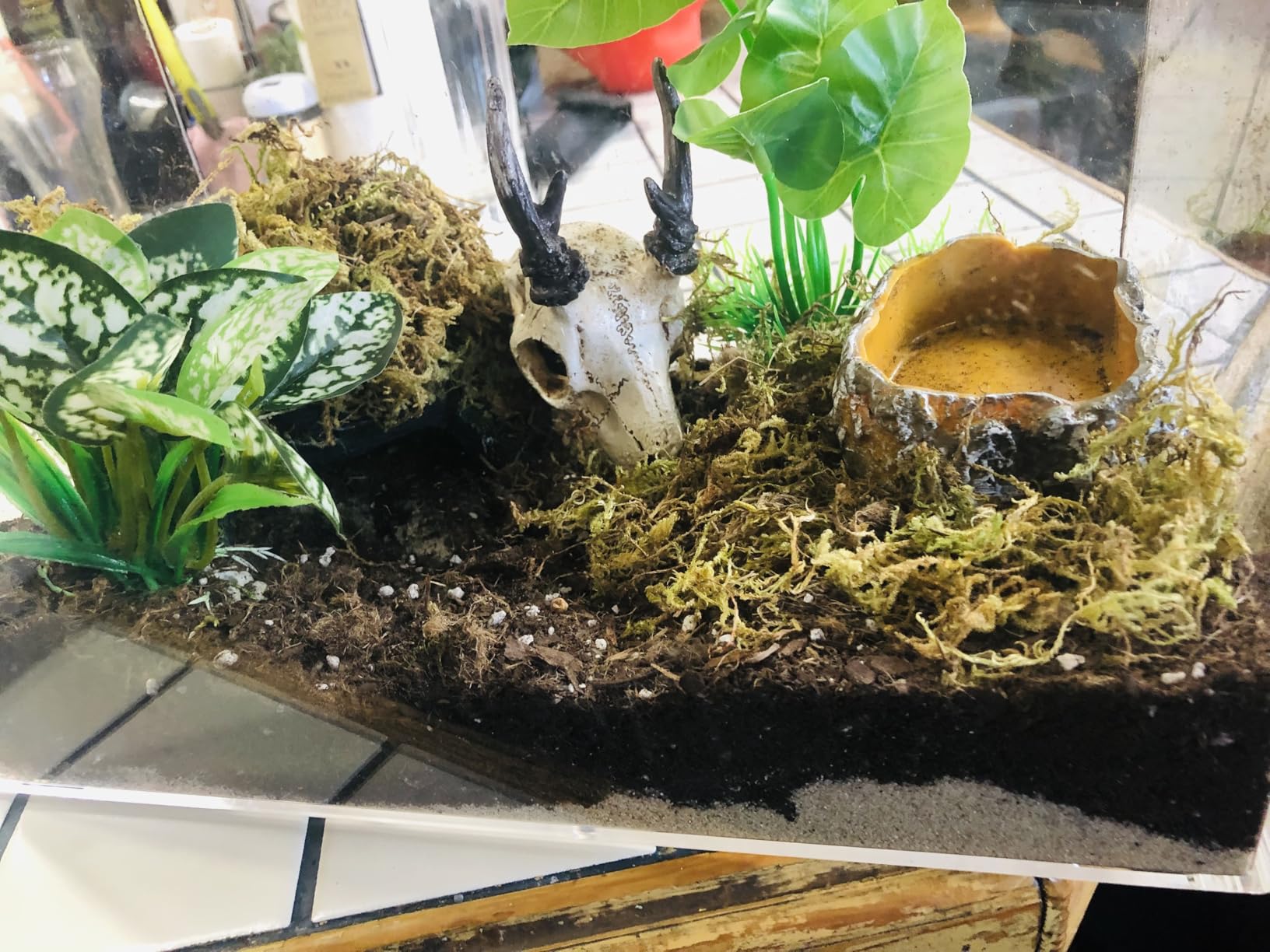 AZV Reptile Terrarium Starter Kit, 8 Piece Small Reptile Tank with Escape-Proof Locks, Mesh Top, Multi-Vent Compatible Habitat, Durable Clear PC, Easy-Clean Waterproof Base for Geckos, Frogs, Spiders Small customer photo 1