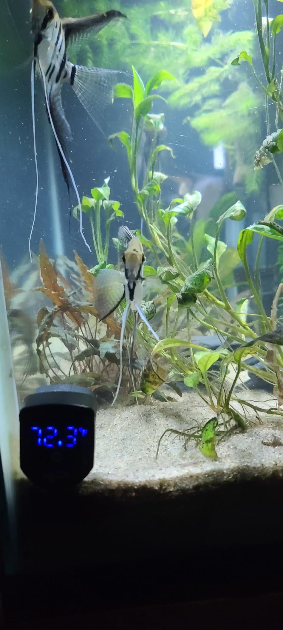 SEAOURA 2-in-1 Aquarium Magnetic Cleaner with Digital Aquariums Thermometer, Fish Mini Magnets Brush only for Glass Tank, Tiny Magnet Floating Cleaning Tool for 1-30 Gallons customer photo 1