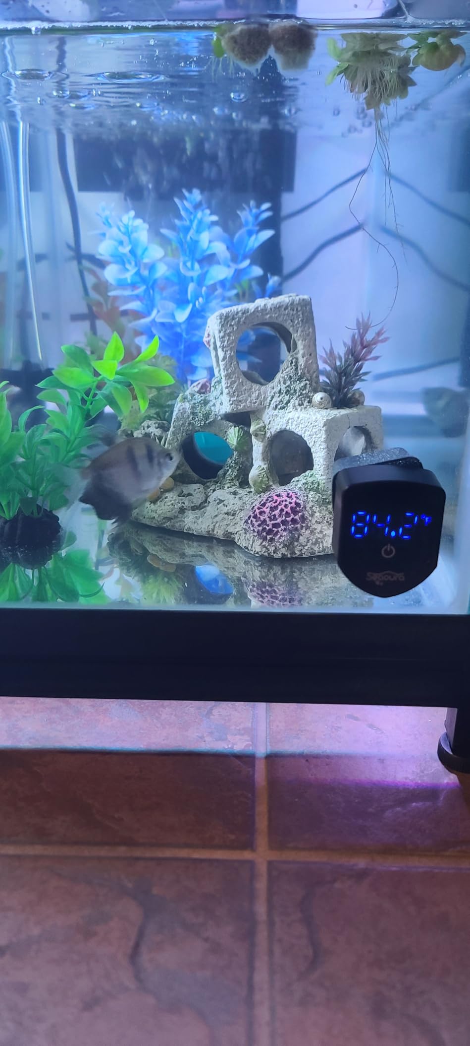 SEAOURA 2-in-1 Aquarium Magnetic Cleaner with Digital Aquariums Thermometer, Fish Mini Magnets Brush only for Glass Tank, Tiny Magnet Floating Cleaning Tool for 1-30 Gallons customer photo 2