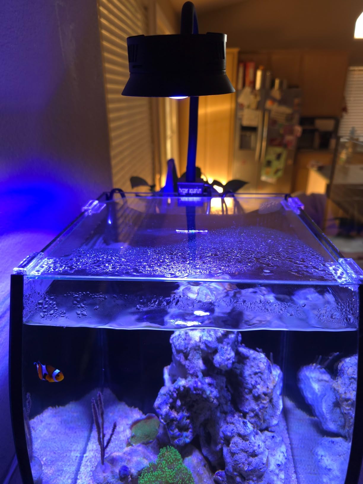 Aquatop 8.6 Gallon Bow Front Glass Aquarium Kit with Filter and LED Lighting - All in One Desktop Fish Tank, Ideal for Freshwater and Saltwater, BFK-08 customer photo 2