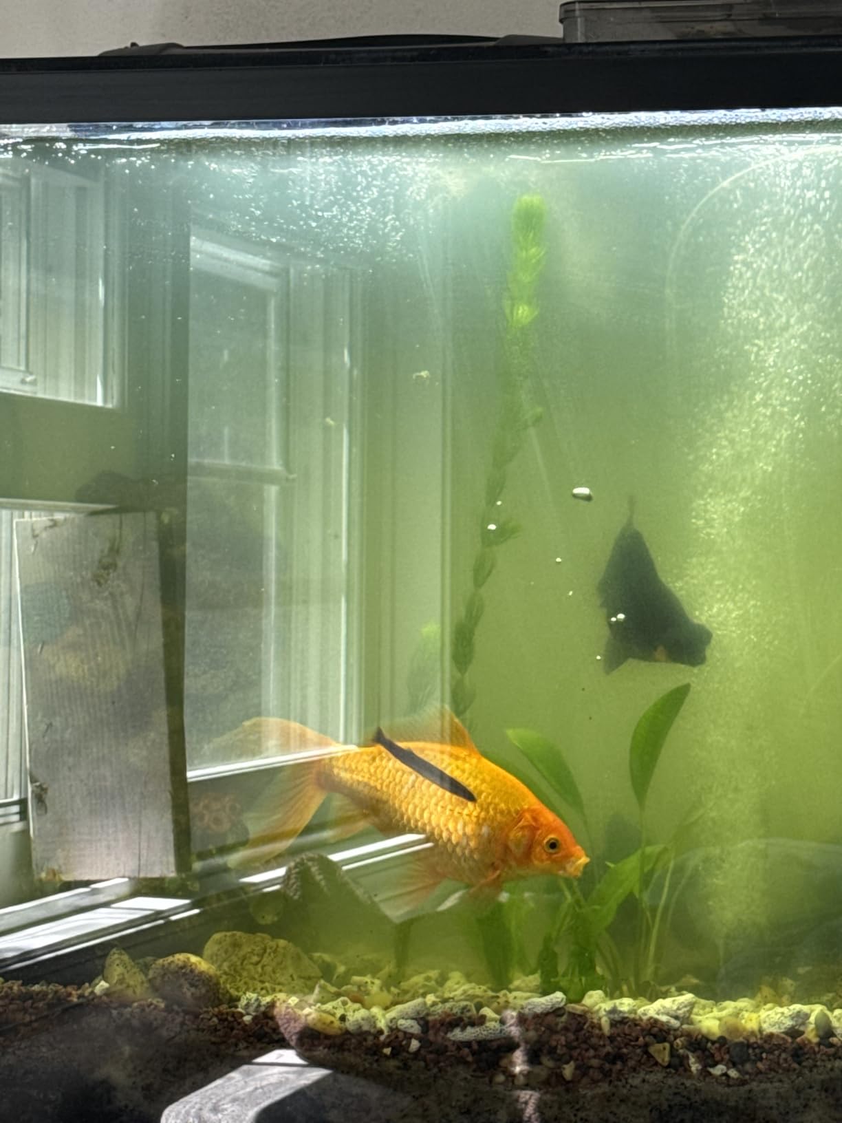 TARARIUM Aquarium Filter UV for 20-75 Gallon, 200GPH Fish Tank Filter w/ 5W UV Light Green Clean Machine Submersible Pump Internal Filter customer photo 2