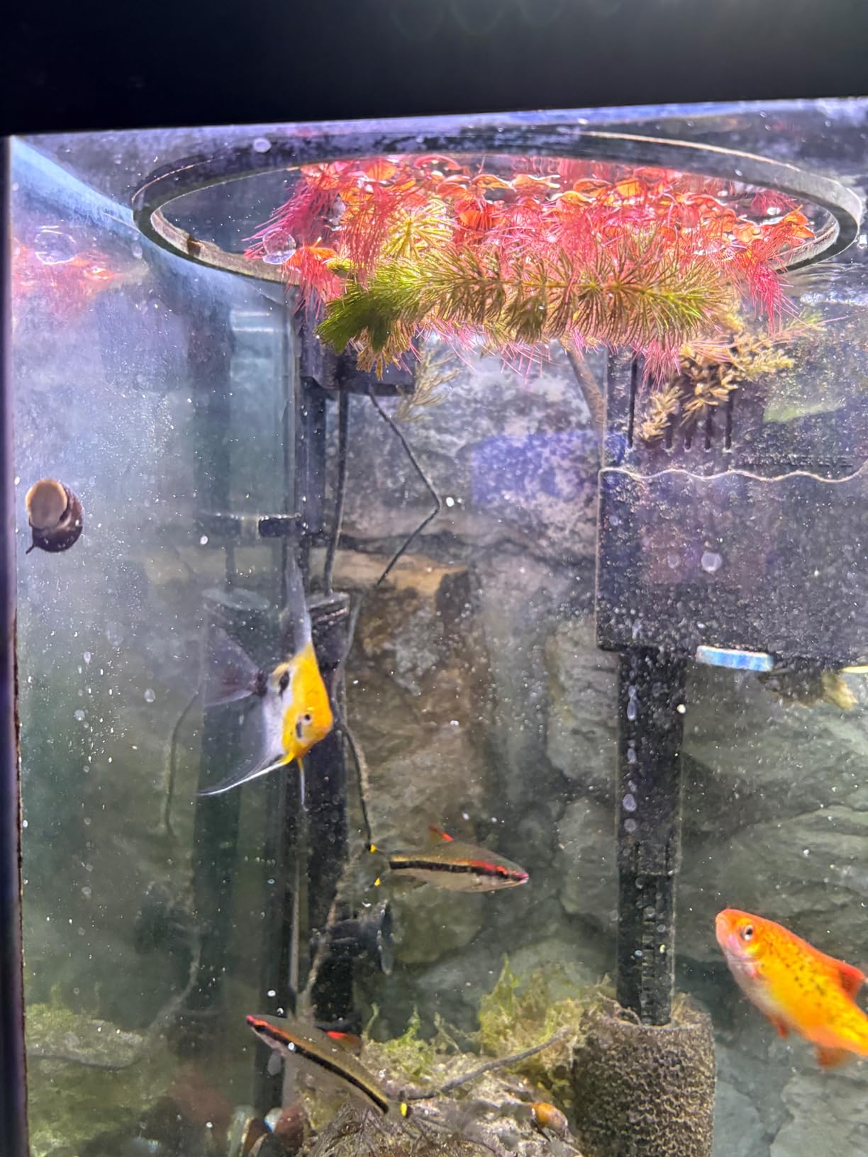 Live Red Root Floater Aquarium Plant (80+ Leaves) Floating Freshwater Plant for Shrimp Tank Betta Tank Low Light Aquariums customer photo 1