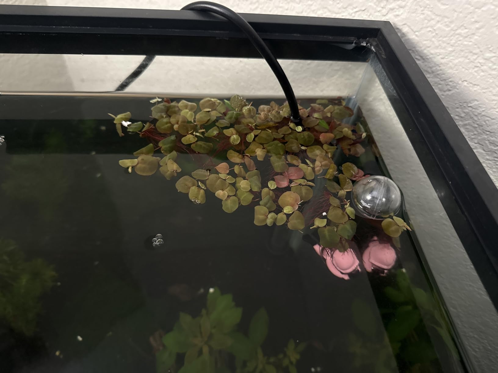 Live Red Root Floater Aquarium Plant (80+ Leaves) Floating Freshwater Plant for Shrimp Tank Betta Tank Low Light Aquariums customer photo 2