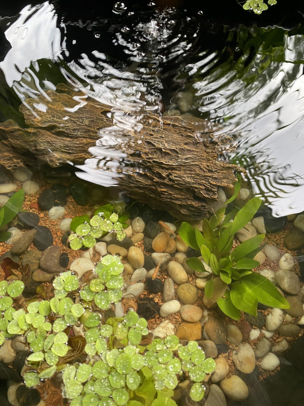 Water Spangle, Salvinia Minima, Live Aquarium/Aquatic/Freshwater/Floating/Pond Plant/Planted Tank/Aquascaping/Paludarium by Aquarium Plant Center (12 Plants, 60+ Leaves) customer photo 1