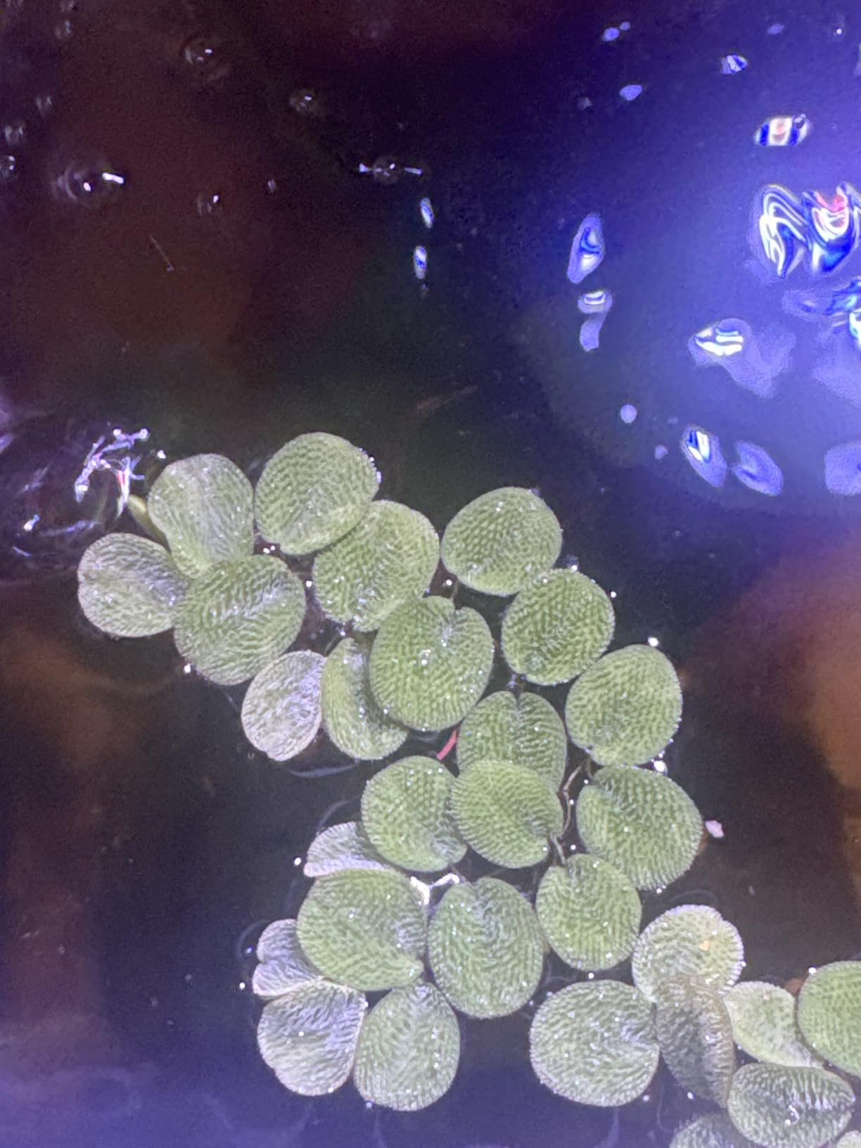 Water Spangle, Salvinia Minima, Live Aquarium/Aquatic/Freshwater/Floating/Pond Plant/Planted Tank/Aquascaping/Paludarium by Aquarium Plant Center (12 Plants, 60+ Leaves) customer photo 2