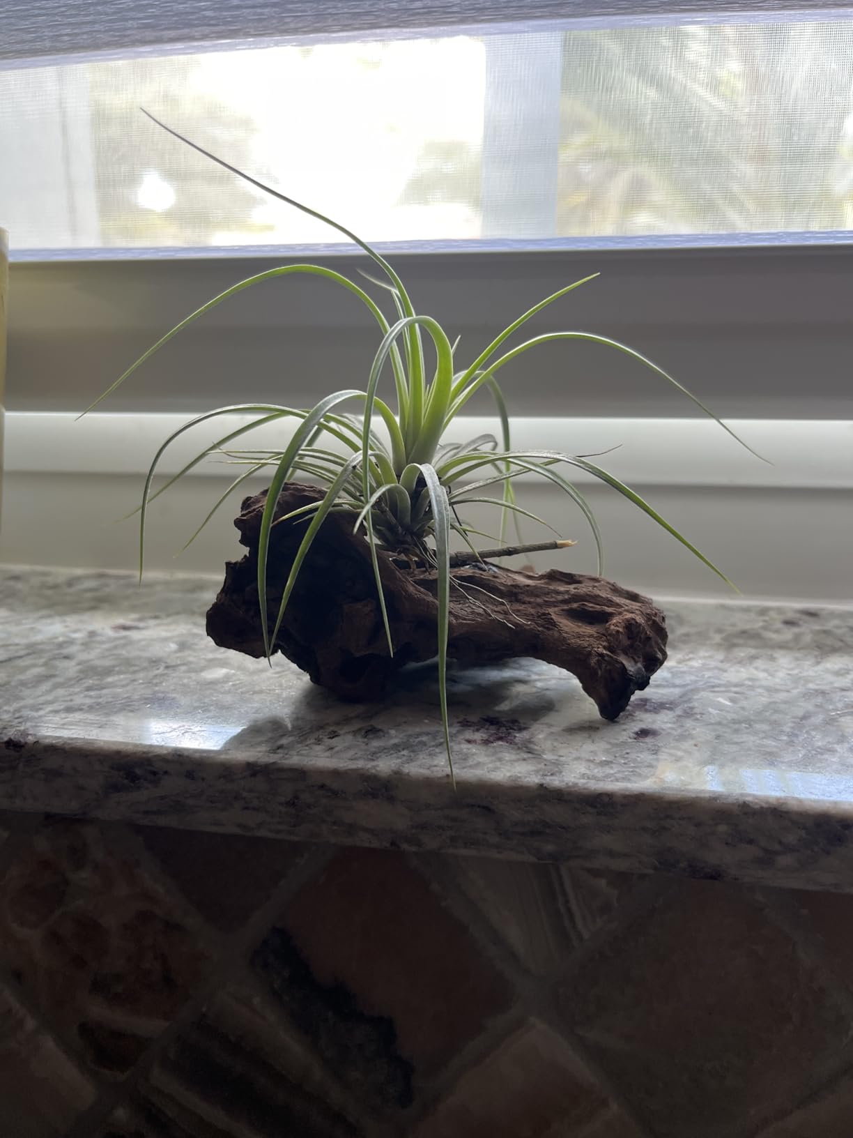 YZHZOM Small Natural Driftwood for Aquarium Styling Carefully Selected Natural Aquarium Decor Driftwood for Reptile Tank (Driftwood 4-6inch 4pcs) customer photo 2