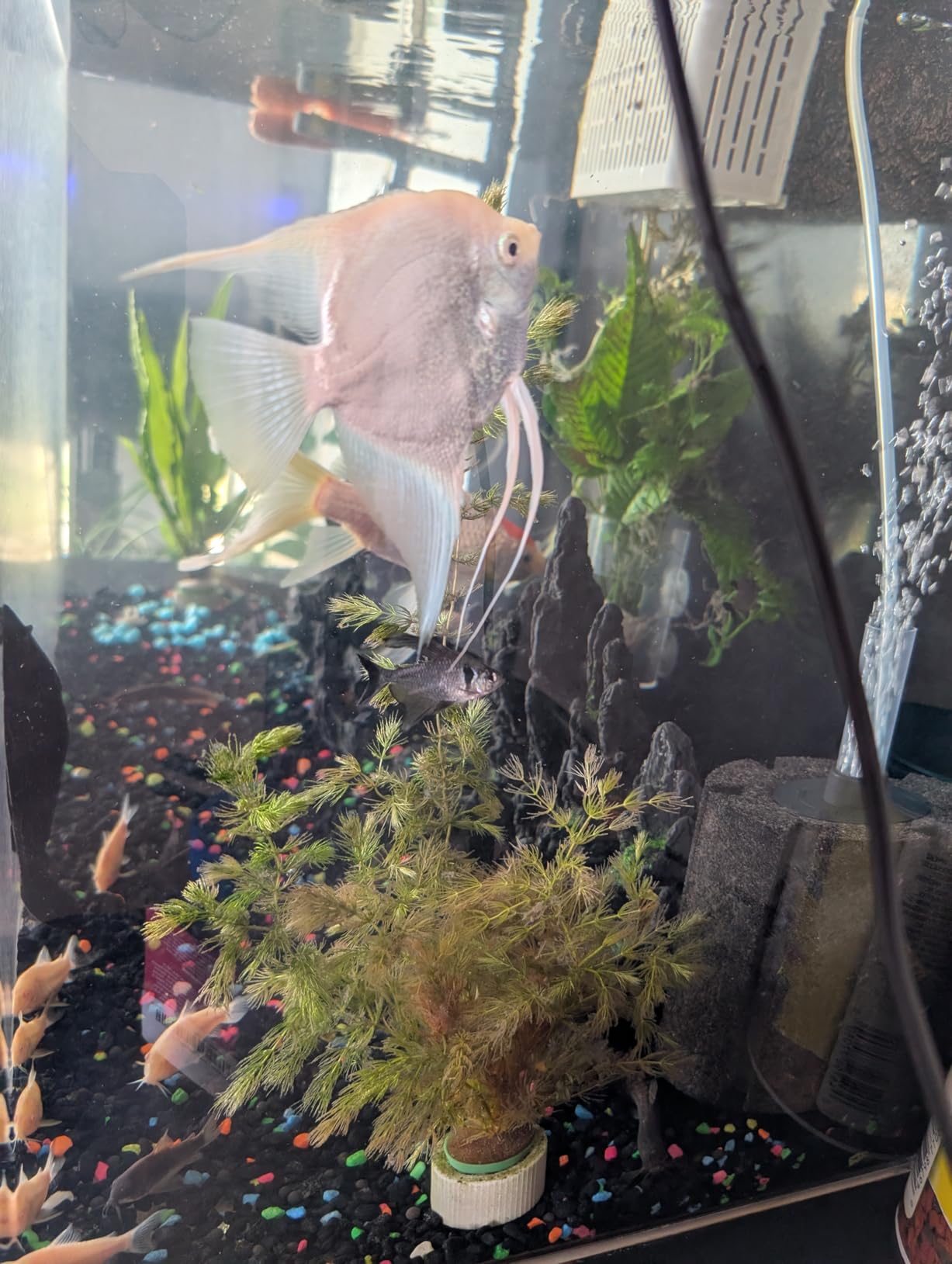 Marcus Fish Tanks Hornwort Ceratophyllum Live Aquarium Plant Planted Tank Beginner - Buy 2 G 1 F customer photo 1