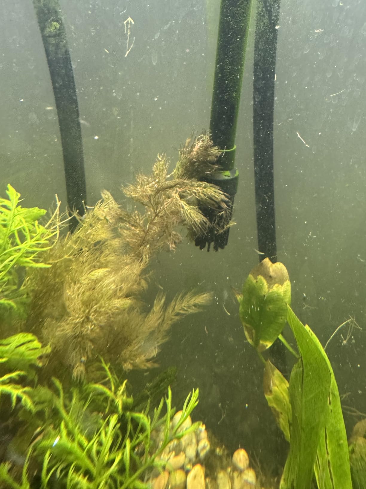 Marcus Fish Tanks Hornwort Ceratophyllum Live Aquarium Plant Planted Tank Beginner - Buy 2 G 1 F customer photo 2