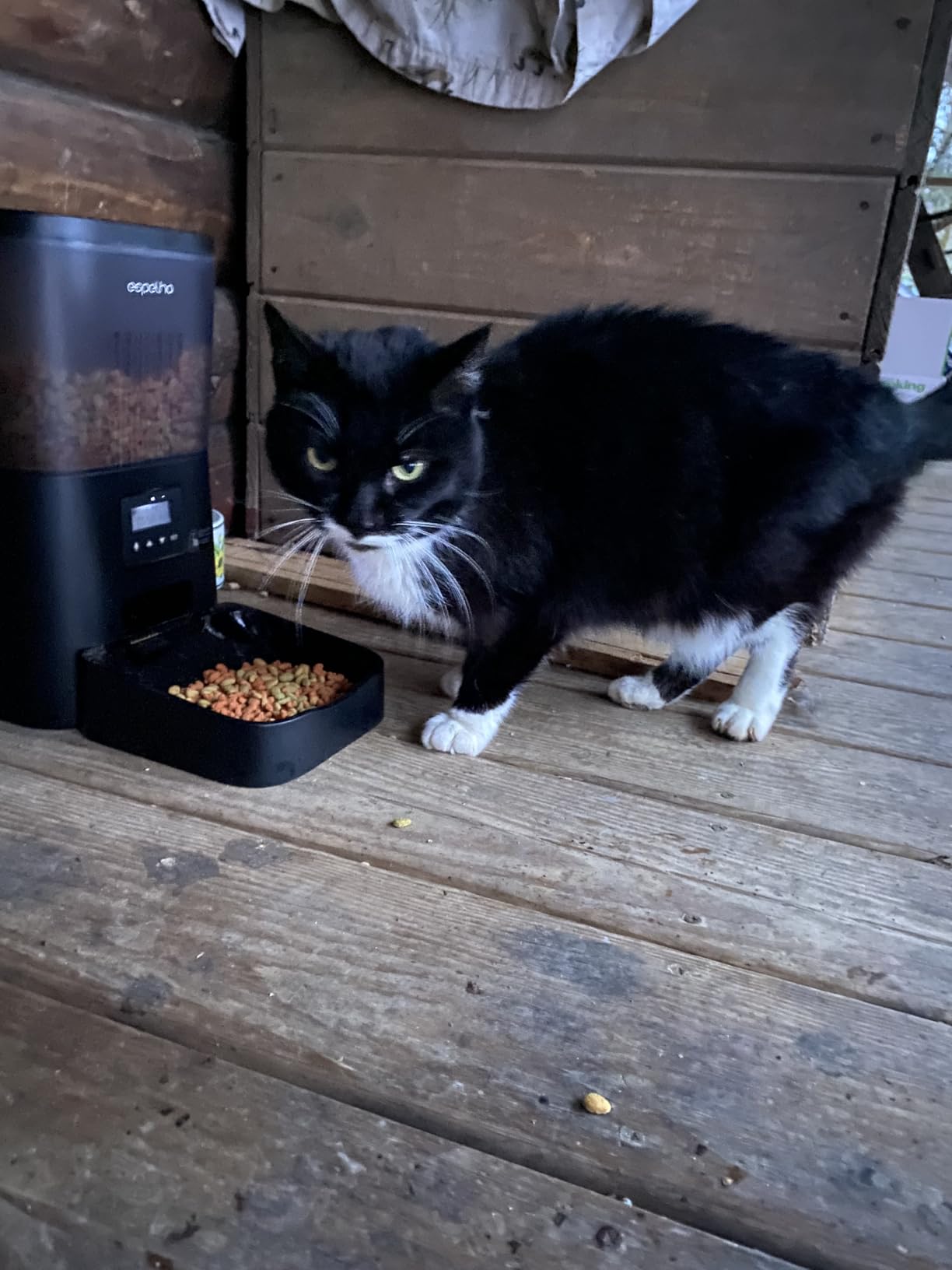 Espelho Automatic Cat Feeder - 4L Timed Cat Food Dispenser 1-6 Meals Control for Cat and Small Dog - Auto Pet Feeder with Desiccant Bag Keep Fresh for Reliable Easy Set Up and Clean - Voice Recorder customer photo 1