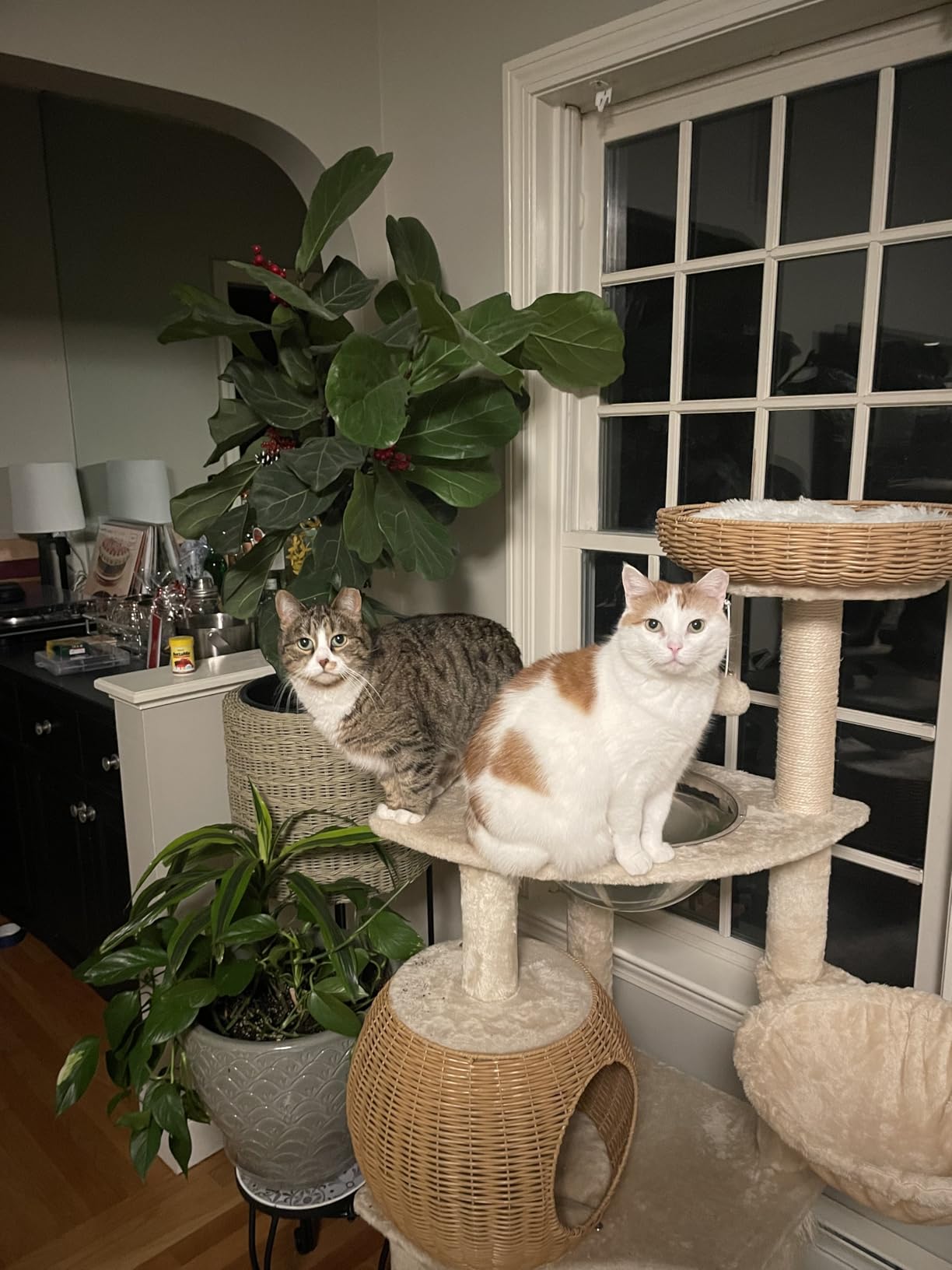 Yaheetech 54in Rattan Cat Tree, Modern Tower with Breathable Woven Condo, Scratching Posts & Washable Cushions, Naturally Cool in Summer, Cute Furniture for Indoor Cats customer photo 1