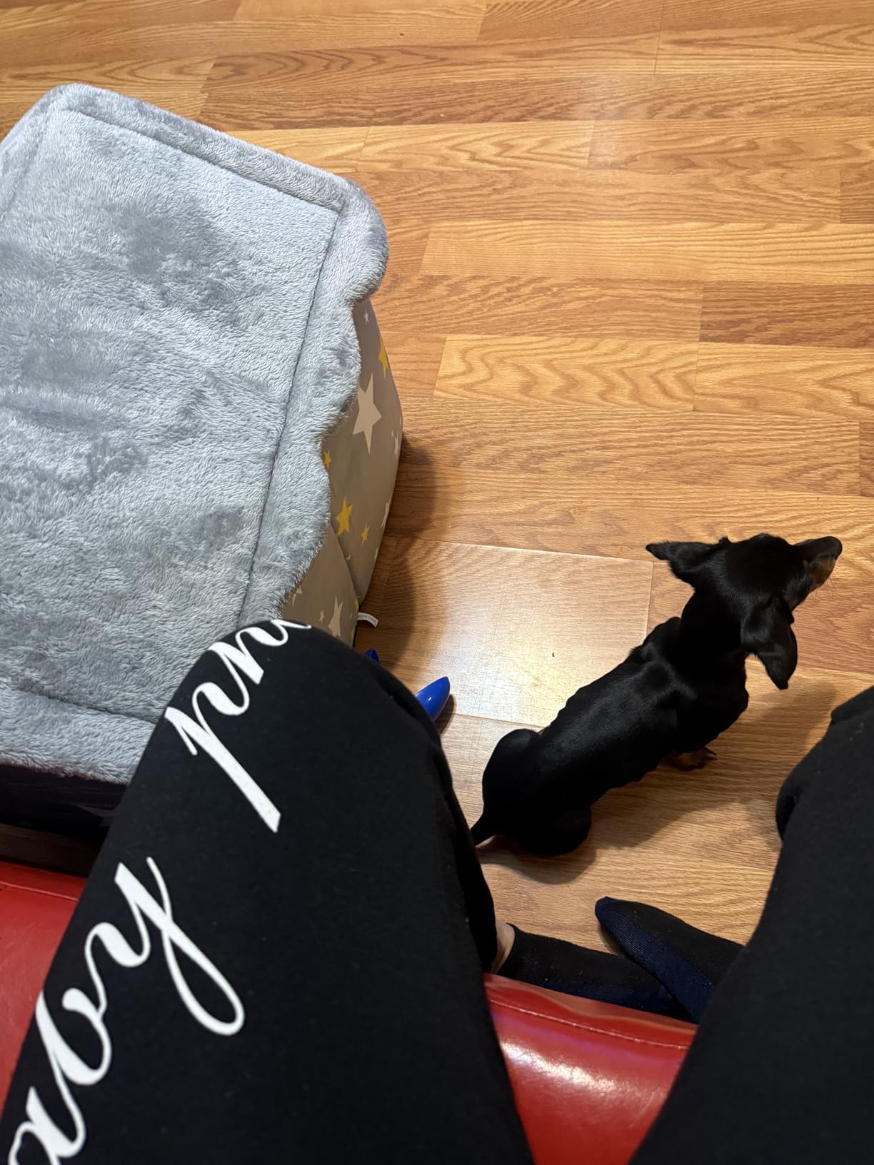 BXEBUI Dog House Indoor Memory Sponge, Foldable Dog House Kennel Bed Mat with Cushion for Small Medium Large Dogs Cats, Winter Warm Cat Nest Puppy Cave Sofa Pet Products (XL) customer photo 2