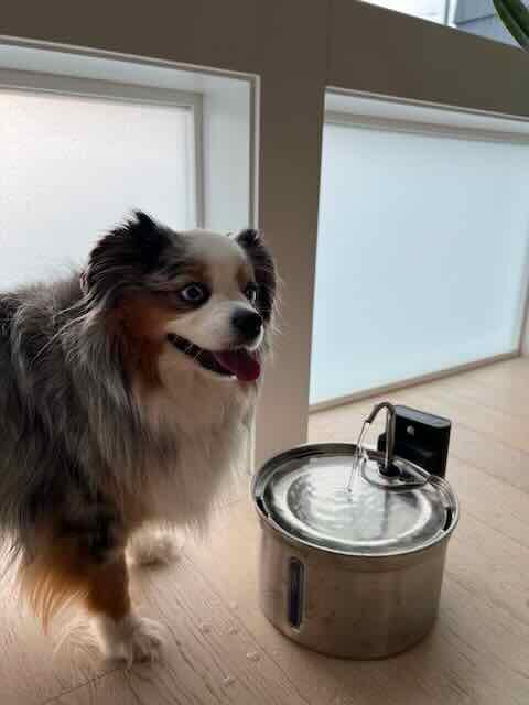 Wireless Cat Water Fountain [Water & Battery Separation] FEELNEEDY Stainless Steel Automatic Pet Water Dispenser, 4000mAh Battery Operated Water Fountains for Cats Dogs - 3.5L/118oz customer photo 2