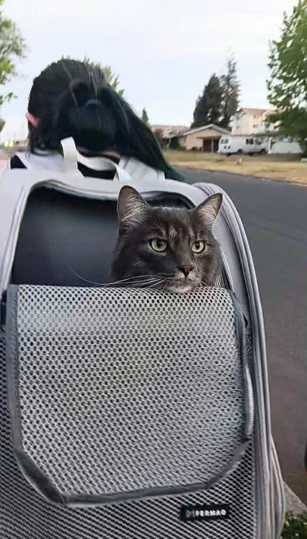 Cat Backpack Carrier for Small Dogs and Medium cat Puppy Kitten Bunny Pet Carrier Backpack Collapsible with Fully Ventilated Mesh with Safety Leash (Black, 12.9