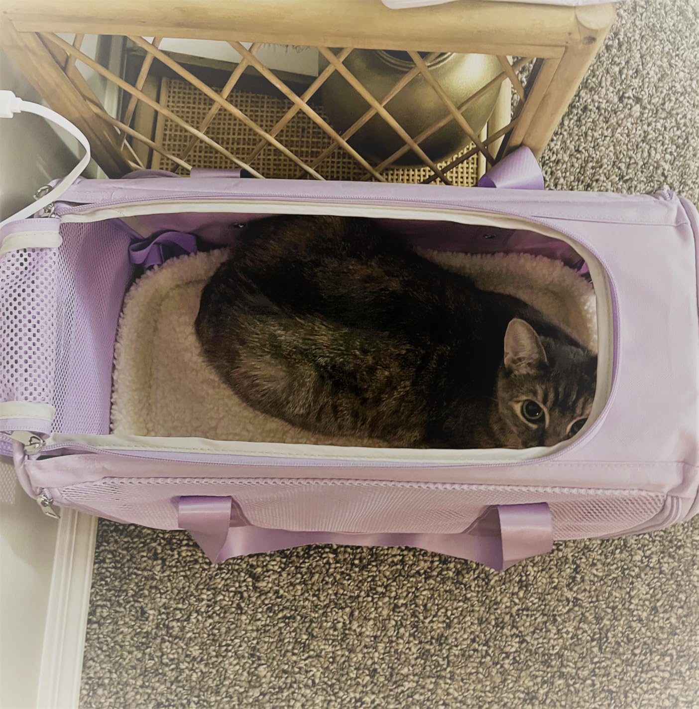 PETSFIT Soft-Sided Cat Carrier with Patented Safety Buckles, Lockable Zippers & Safety Tether, Escape-Resistant Travel Pet Carrier for Car Rides & Vet Visits, Airline Approved Under-Seat, Up to 12 lbs customer photo 2